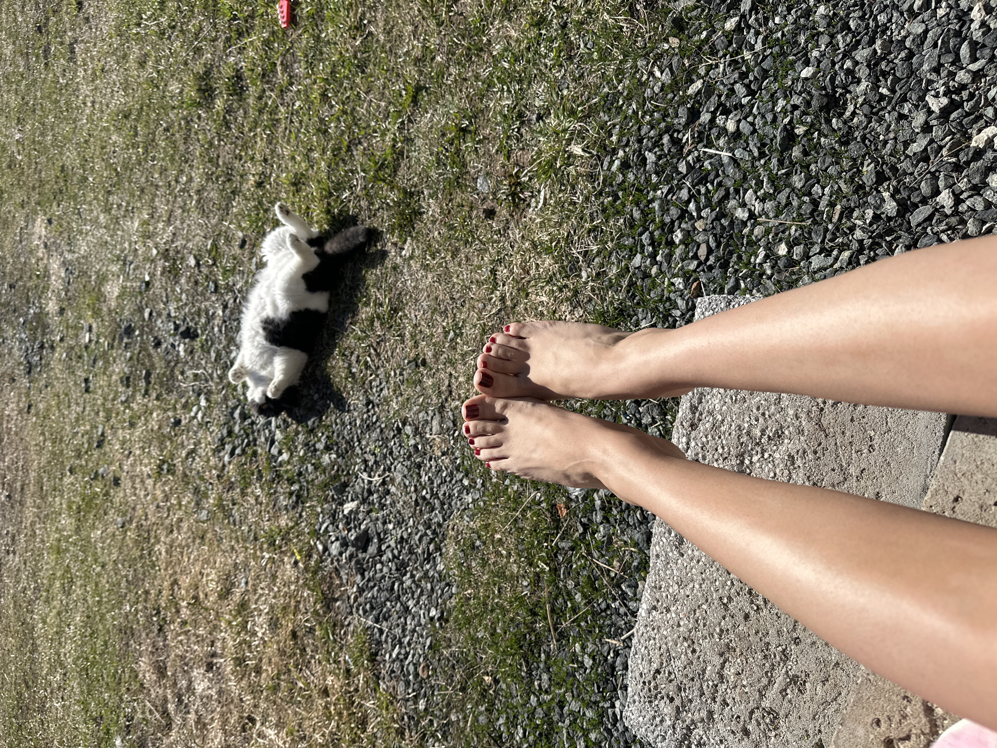 The image captures a bright outdoor scene in Kharnavy, Russia, featuring a person's legs and feet alongside a black and white cat. The person's bare feet, adorned with red nail polish, rest partially on a light-colored concrete slab, with their legs extending out.
Adjacent to the person's feet, a black and white cat is lying on its back in the grass, showcasing its white underside and black patches, appearing to be in a relaxed or playful state. The ground is a mixture of green grass, patches of drier vegetation, and grey gravel. A small, red, rectangular object, possibly a toy, is visible in the grassy area further from the cat.
The scene is bathed in bright, natural sunlight, indicating a clear, sunny day, likely during the morning or afternoon. The strong sunlight casts distinct shadows. The setting appears to be a casual outdoor space, possibly a yard or garden path. There is no visible text in the image.