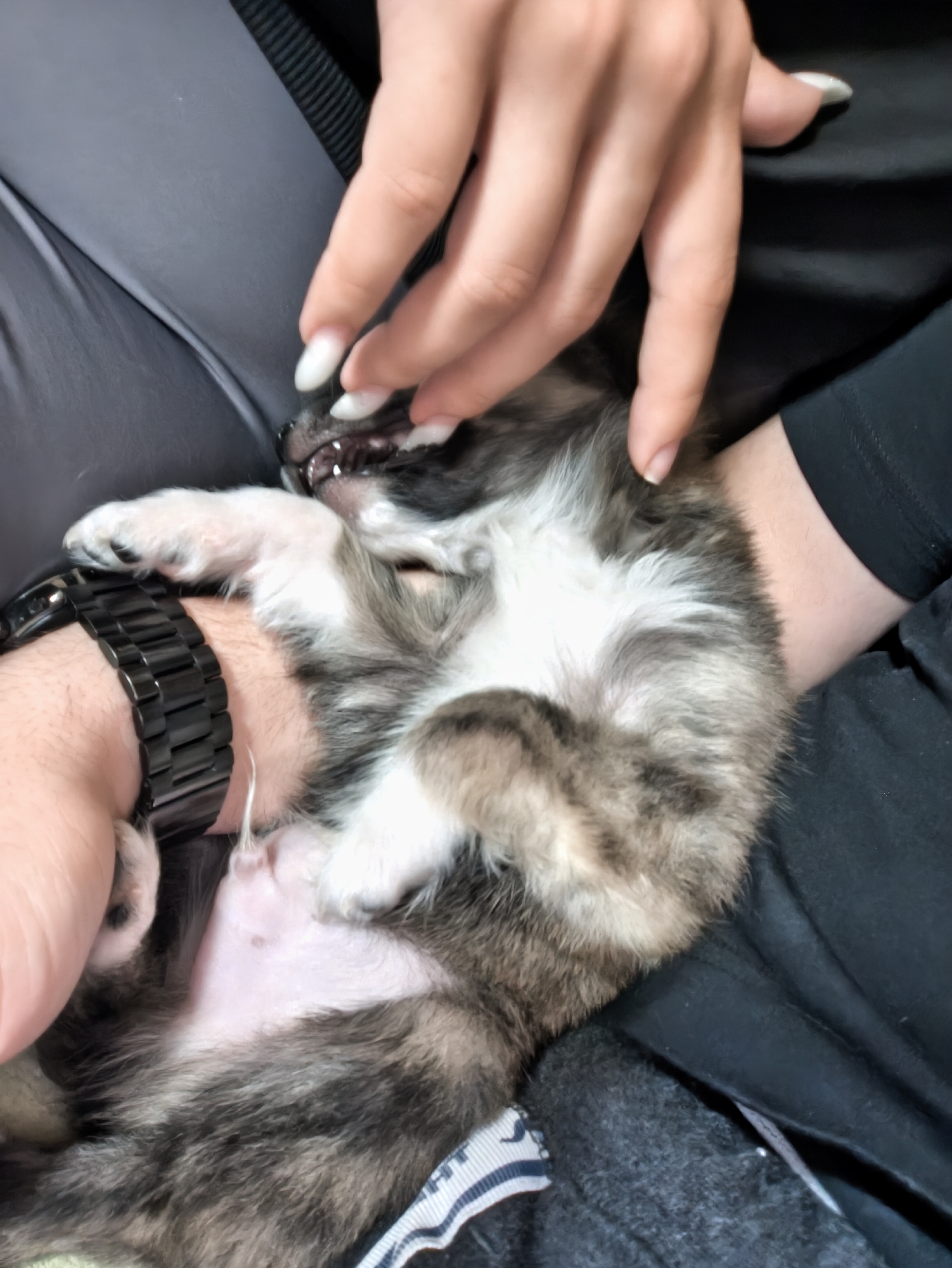 A medium shot shows a person in black clothing holding a small, grey and white puppy on their lap. The person's left arm is visible, with a black watch on their wrist. Their right hand is positioned near the puppy's head, with long, white nails visible. The puppy is lying on its back, its paws curled and its belly exposed. Part of the lap area also shows a grey garment under the black garment. The location of Avren, Bulgaria, is not discernible in the image.