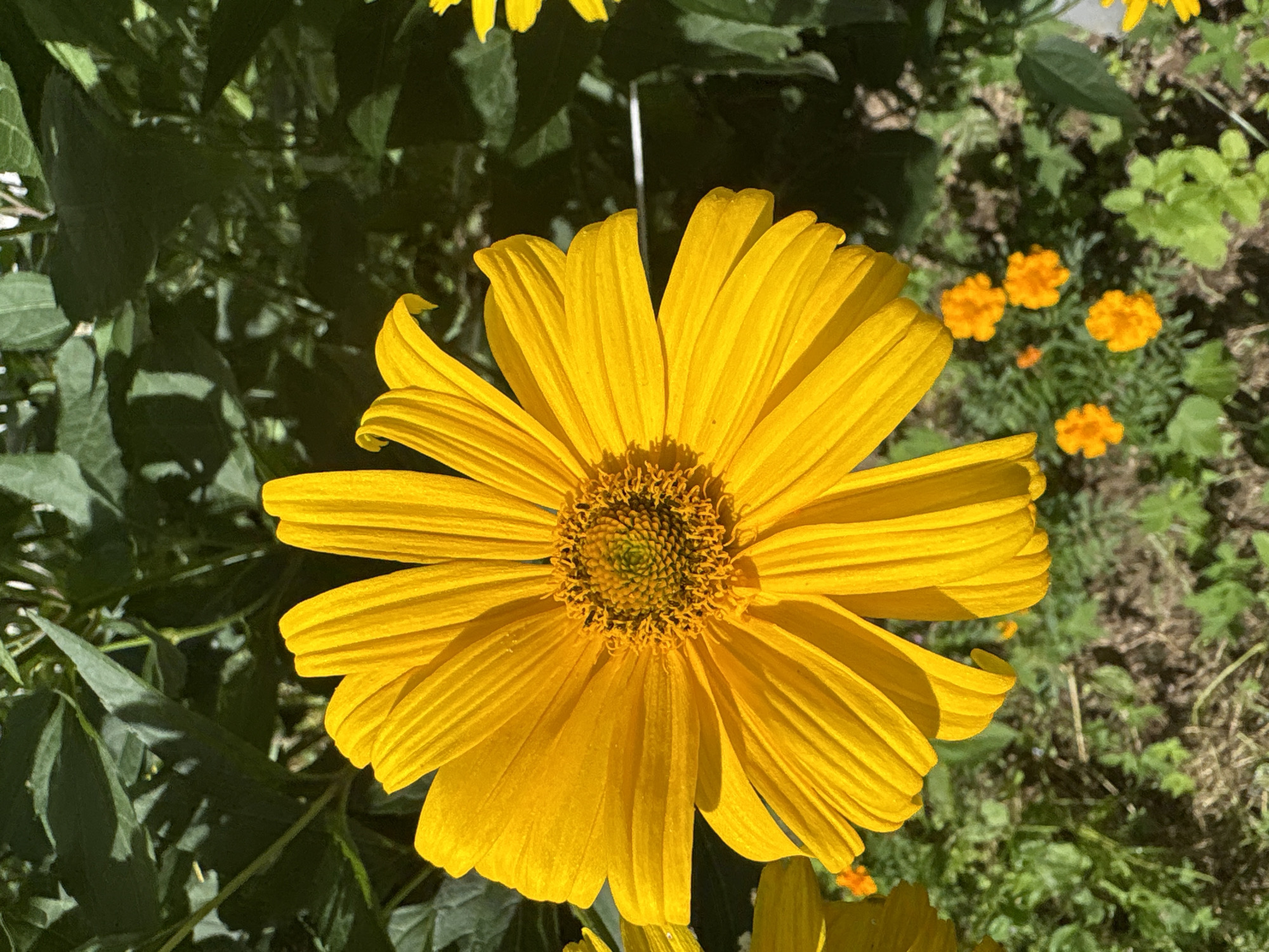 A close-up, eye-level, outdoor shot shows a large, bright yellow daisy-like flower in the foreground, dominating the frame. The flower's petals are long, narrow, and slightly curved, radiating outward from a textured, dark brown and green center. The flower is in focus, while the background is softly blurred, featuring lush green foliage and hints of smaller orange flowers. The lighting suggests a sunny day, with some shadows cast across the petals and background. The image depicts a natural, garden setting, likely in Vitsebsk, Belarus, given the context of the prompt. There are no people or specific actions depicted.