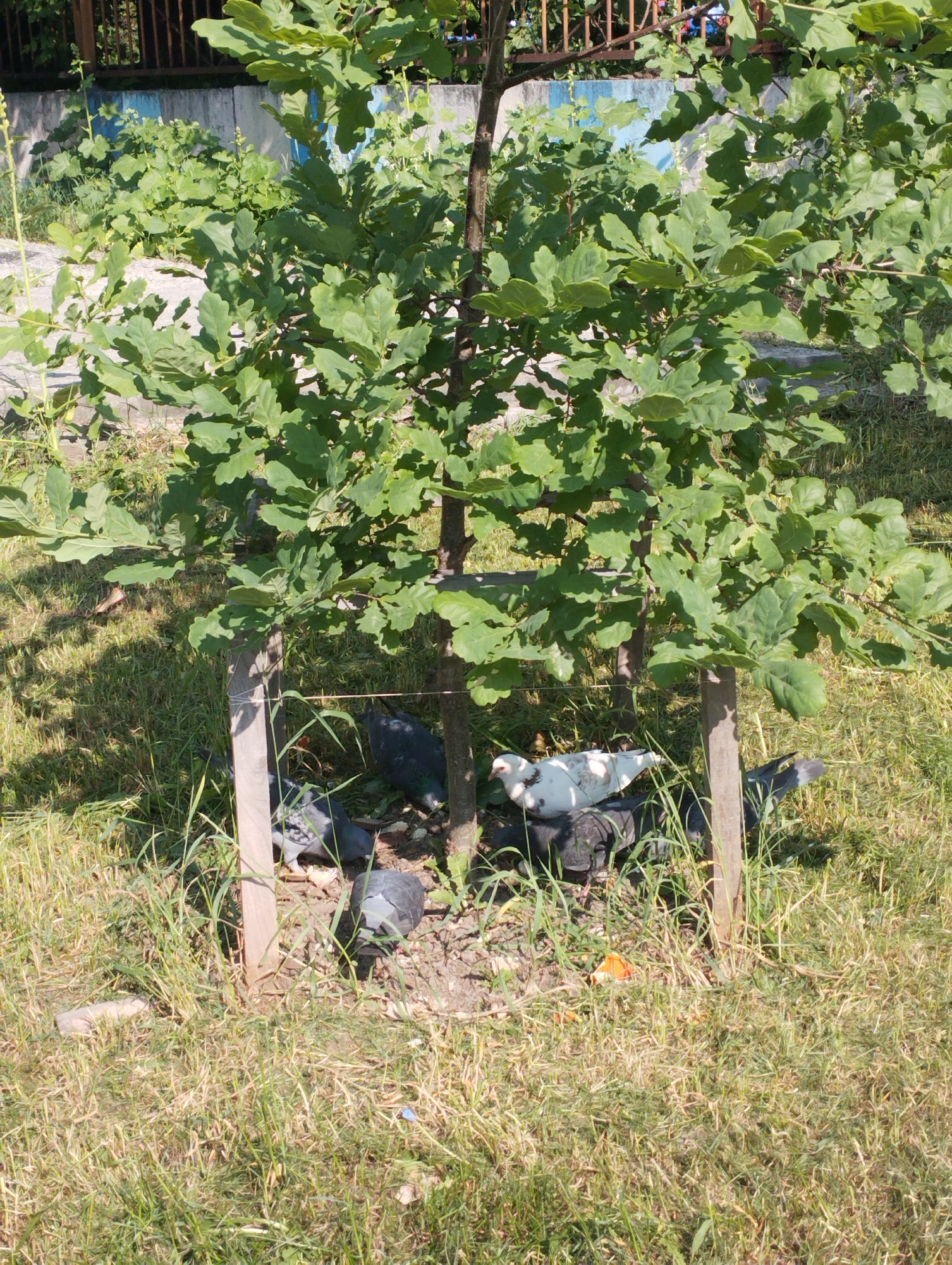 A young oak tree is protected by a wooden frame in a grassy area. Several pigeons are gathered around the base of the tree, some pecking at the ground. The background shows a concrete wall with blue paint accents and a rusty metal fence. The scene is outdoors, likely in a park or public space.