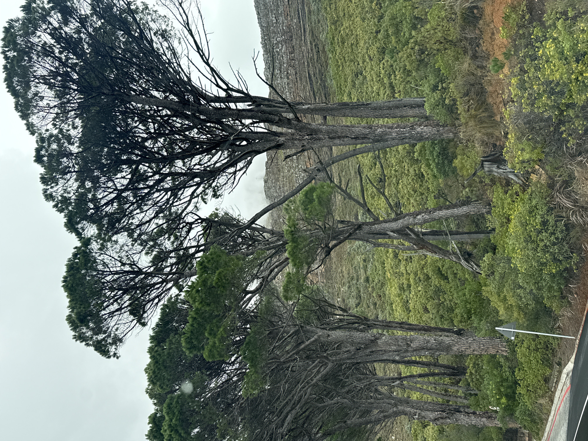 The image shows a row of trees along a road in what appears to be a mountainous area. The trees have sparse foliage, with many bare branches visible. The backdrop includes a cliff face and dense green vegetation covering the landscape. The photo was likely taken in Cape Town, South Africa based on the unique landscape. The sky is overcast.