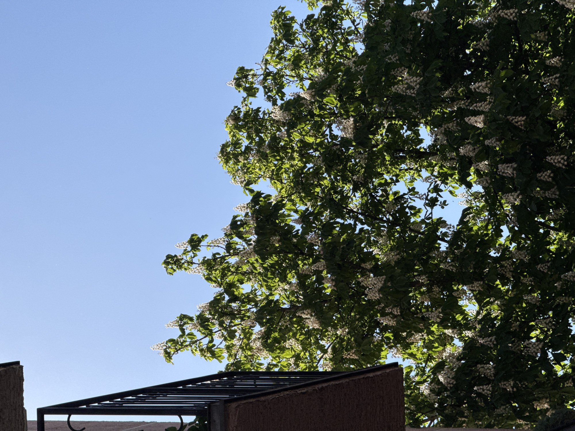 The image shows a tree with white flowers and green leaves against a clear blue sky. Part of a building, possibly a roof structure, is visible at the bottom of the frame. The building's walls appear to be textured and brown. The location is likely in an urban area, as suggested by the building elements. It is not possible to verify the exact location in Palilula Urban Municipality, Serbia without further information.