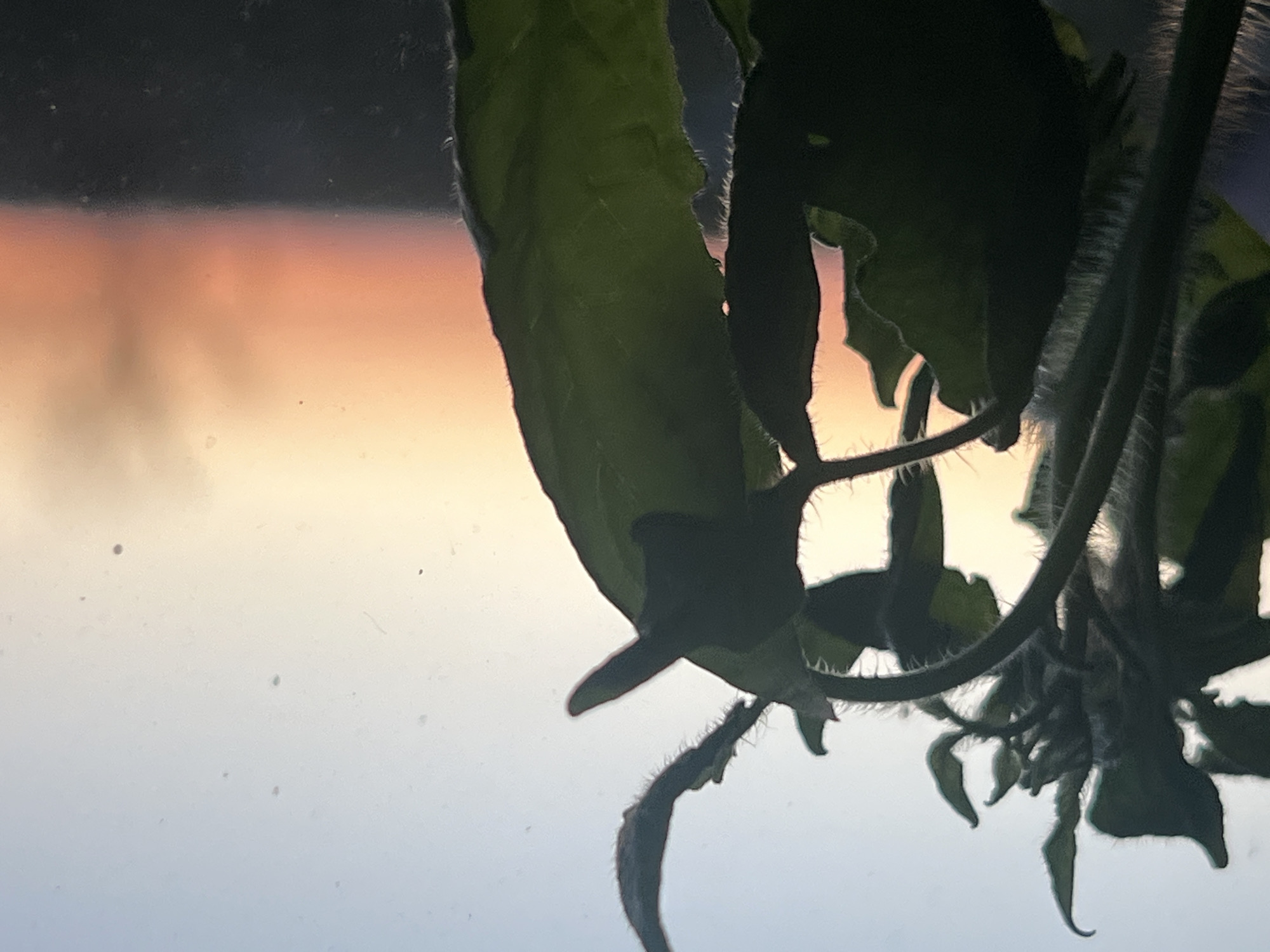 A plant with green leaves and stems occupies the right side of the frame. The leaves and stems are partially silhouetted. In the background, a sky with a gradient of colors from orange to white is visible. The background appears to be out of focus. The image appears to be taken from inside a building looking out, due to reflections and dust on the glass. There is no information in the image to suggest its location as Votkinsk, Russia. No people are visible.