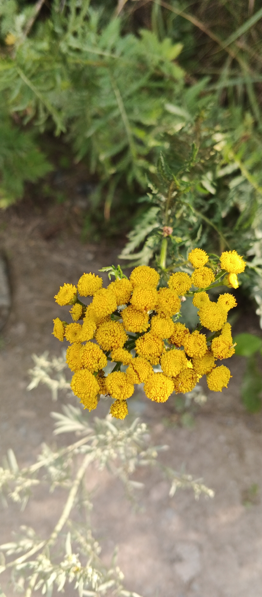The image displays a close-up, vertical shot of a cluster of bright yellow flowers. The flowers are small and button-like, densely packed together on thin green stems. They are the primary focus of the image, appearing slightly out of focus in some areas. In the background, out-of-focus green foliage is visible, suggesting a natural outdoor setting. The ground or path behind the flowers is a muted brown and appears to be dirt or gravel. There is no indication of any human presence or activity within the frame, nor is there any information available to suggest the image was taken in Izhevsk, Russia.