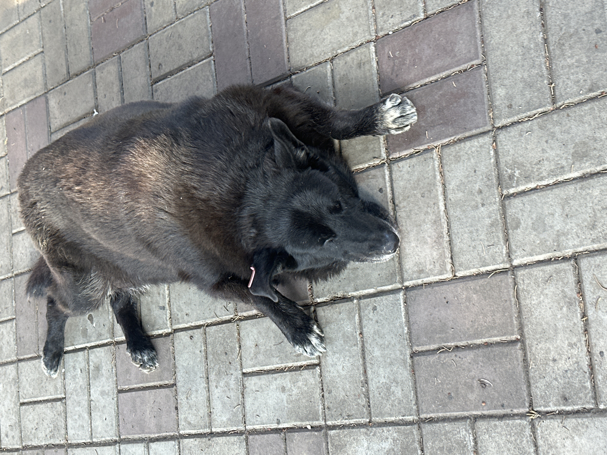 A black dog is lying on its side on a paved walkway. The dog is facing to the right of the frame, with its head resting on the ground. The dog's fur is dark and appears to be medium length. Its paws are visible, with white markings on the toes. A small pink tag is attached to the dog's ear. The walkway is made of rectangular pavers in shades of gray and brown. Some dry leaves and debris are scattered on the pavers. The scene appears to be outdoors, possibly in a public area within the city of Sochi, Russia, given the context provided.