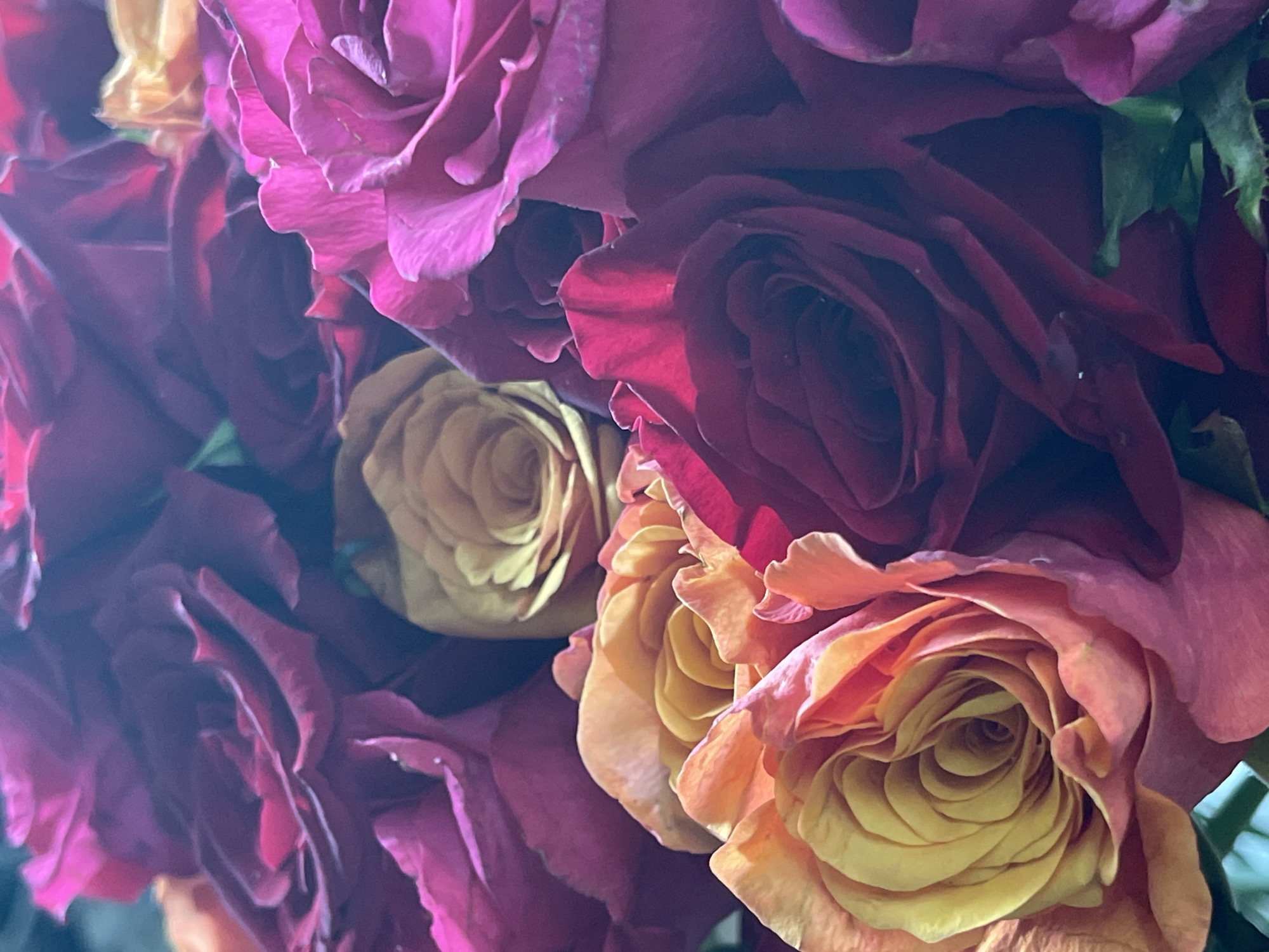 The image is a close-up, overhead shot of a bouquet of roses. The roses are in various stages of bloom, with some fully open and others still budding. The colors of the roses range from deep magenta and crimson to soft peach and yellow. The petals are layered and delicate, with some showing slight imperfections or water droplets. The lighting is soft, creating shadows that add depth and texture to the scene. The background is dark and out of focus, making the roses the sole subject. There is no discernible activity or event taking place, as the image is a still life. The time of day, weather, and specific location are unknown. The overall mood is one of natural beauty and a touch of romanticism, evoked by the classic imagery of roses. No text is visible in the image.
