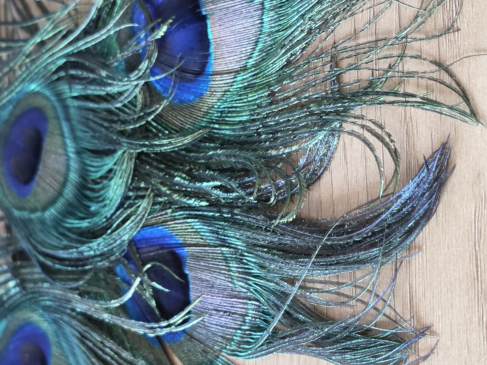 A close-up, overhead shot displays a collection of peacock feathers arranged on a light brown, wooden surface. The feathers are predominantly green and blue, with iridescent sheens that catch the light. The intricate patterns of the eye-spots are visible on some feathers, featuring deep blues and greens. The texture of the feathers ranges from soft and downy at the base to fine and wispy at the tips. The wooden surface exhibits a subtle grain pattern. There are no people or actions depicted in the image. The setting is indoors, on a flat surface. The image does not provide any information that would indicate a location in Baku, Azerbaijan.