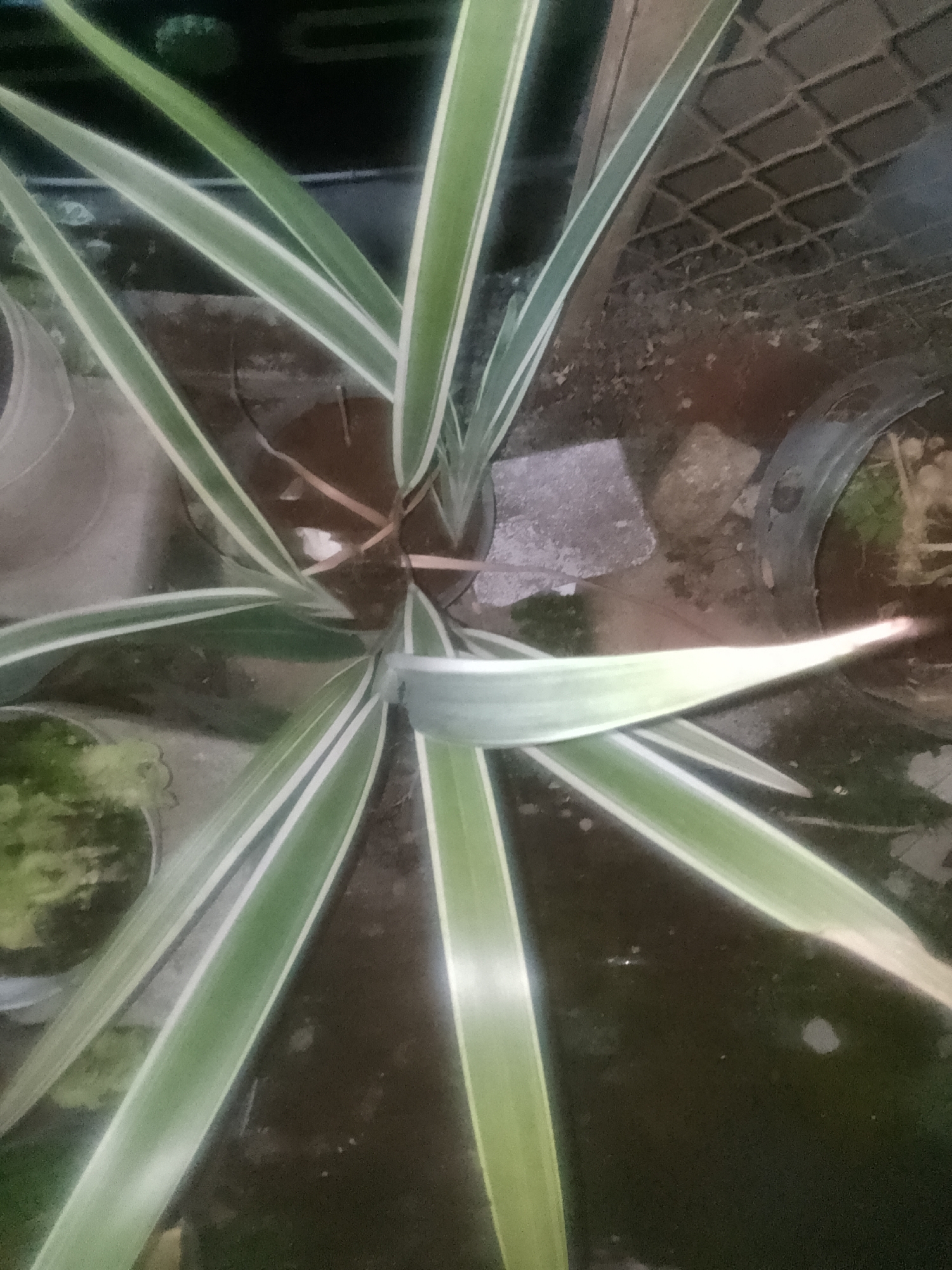 A top-down, slightly angled shot captures a spider plant, identified by its long, striped green and white leaves, in an outdoor setting. The plant appears to be in a pot, though the pot itself is not fully visible. The surrounding environment suggests a garden or yard, with elements of dirt, stones, and possibly other plants in the background. A chain-link fence is visible in the upper right quadrant, indicating proximity to a boundary or enclosure. The lighting is somewhat dim, suggesting it might be dusk or a heavily shaded area. The image does not contain any people or identifiable human activity. The location of Cisarua, Indonesia, provides a general geographical context for the scene, implying a tropical or subtropical climate.