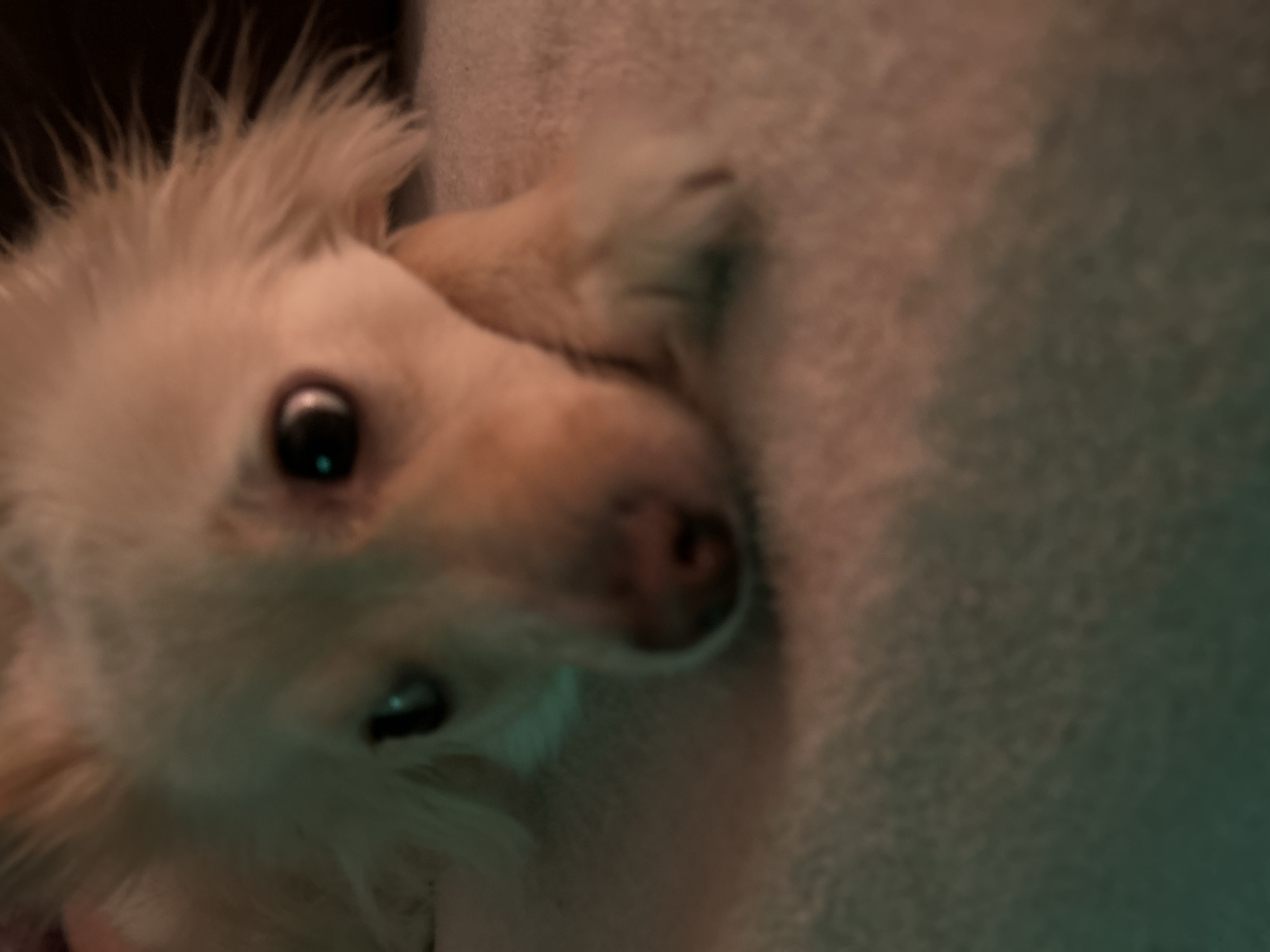 A close-up, low-angle, shallow depth-of-field photograph shows the face of a light-colored dog with its head resting on a textured surface. The dog's eyes are dark and appear large, with a reflective highlight in the right eye. Its ears are fluffy and appear to be partially covering its head. The dog's muzzle is pointed and its nose is dark. The lighting is dim, with a blueish-green hue in the lower left of the frame and a pinkish-orange hue on the right. The background is dark and out of focus. The location in Sofia, Bulgaria, is not determinable from the image.