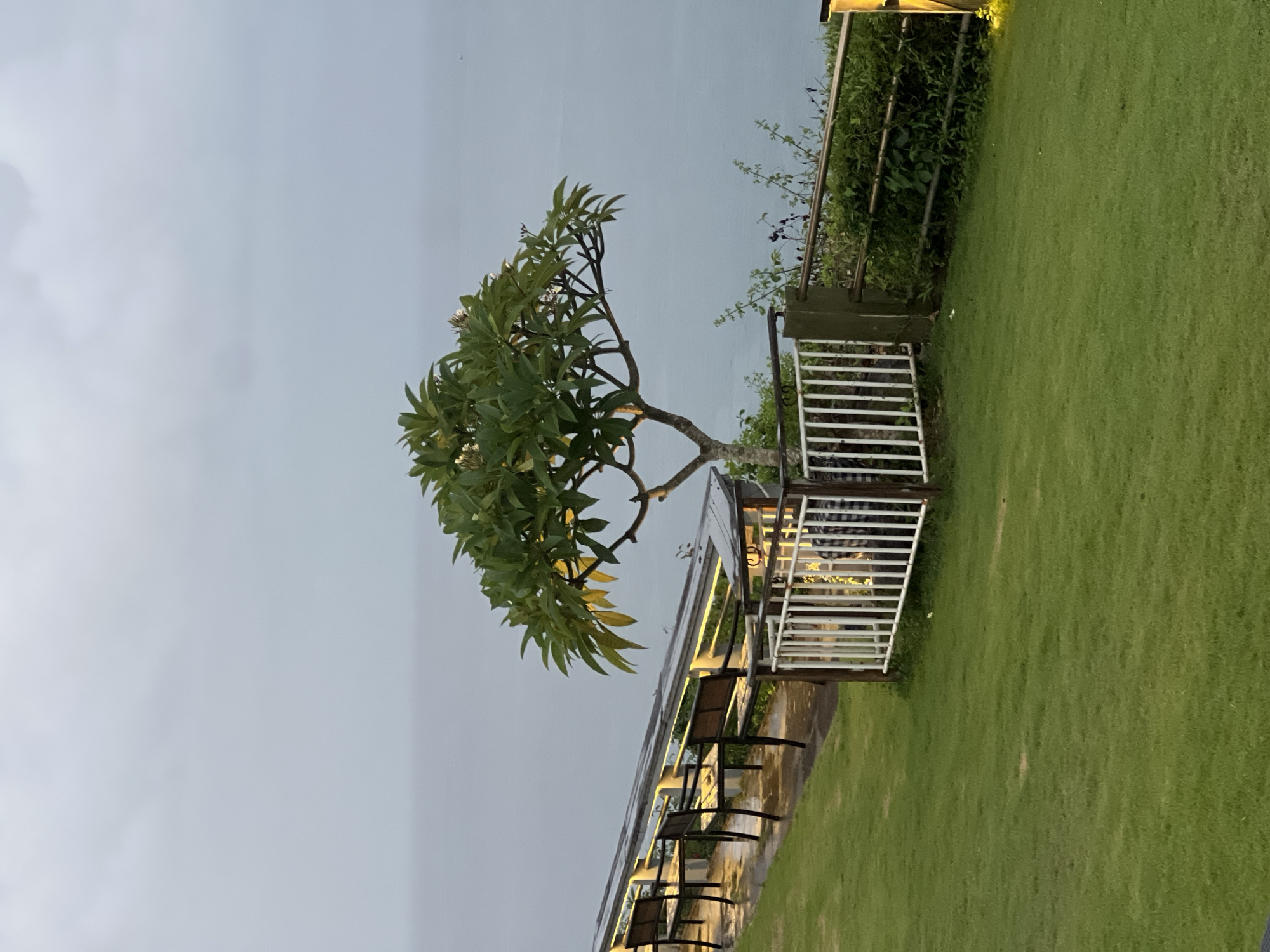 An outdoor scene, rotated 90 degrees counter-clockwise in the original image, depicts a tranquil garden setting under a soft, diffused sky. The image primarily features a lush green lawn on the right side, extending towards the foreground and background.
A prominent tree, likely a Plumeria with its distinctive large leaves, stands in the left-center of the frame. Its branches extend upwards and outwards, partially obscuring the sky.
In the mid-ground, separating the lawn from a paved area, is a white slatted fence or railing. On the paved surface, two dark-colored outdoor chairs are visible, suggesting a seating area. Above these chairs, a structure (possibly a pathway cover or part of a building) is illuminated by linear, warm-toned lights embedded underneath it. Beyond this seating area, another darker fence or railing is visible, with dense green bushes and foliage growing behind it. A small, bright light source, possibly a spotlight, illuminates some of this foliage in the upper right corner.
The sky, visible in the upper left, is a soft, light grey-blue, suggesting either an overcast day or the twilight hours of dusk or dawn. The artificial lights being on further hints at evening. No human activity or text is visible. The scene evokes a peaceful and serene atmosphere, consistent with a resort or garden setting in a tropical location like Kuta Selatan, Indonesia.