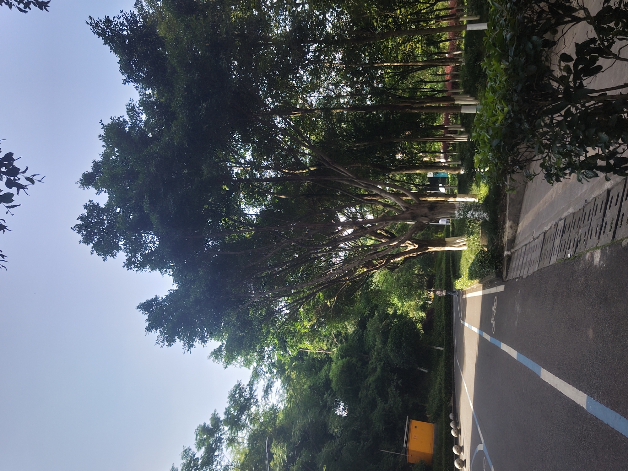 The image depicts a paved road with a blue and white lane marking in the Chongqing High-tech Zone, China. The road curves to the left, and a bicycle symbol is visible on the right lane. On the left side of the road, a yellow utility box is present, accompanied by several round bollards. A person is walking on the right side of the road. The area is lined with lush green trees and bushes, with some trees having white-painted trunks. The sky is clear and blue, with the sun casting shadows from the trees onto the road. The overall scene suggests a well-maintained urban park or recreational area.