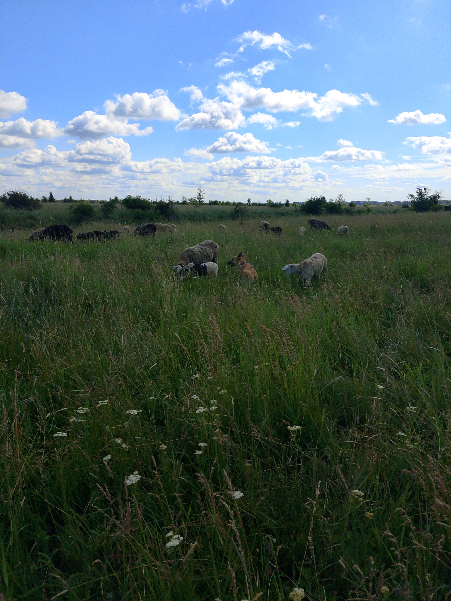A flock of sheep and a dog are grazing in a grassy field under a blue sky with scattered white clouds. The sheep are of various colors, including white and black. Some sheep are standing and grazing, while others appear to be resting. The dog, which is tan and brown, is standing and looking to the left, possibly at the sheep. The field is covered in tall green grass and some wildflowers. In the background, there are trees and bushes, and a distant treeline. The scene appears to be a natural landscape, likely a rural area.