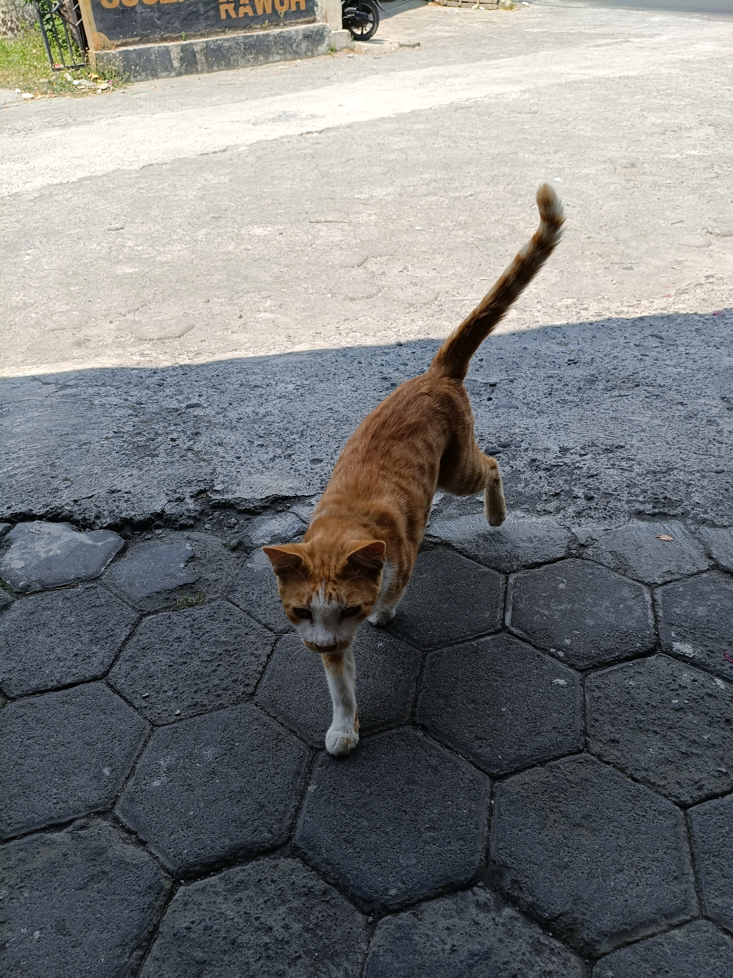 An orange tabby cat with white markings on its face and paws walks on a textured sidewalk made of hexagonal stones. The sidewalk is next to a cracked asphalt road, and in the background, there is a building with a sign that reads "JUS... RA...OH." The scene appears to be in an outdoor urban environment in Maguwoharjo, Indonesia, possibly a street or pathway. The cat is the primary subject, depicted mid-stride, with its tail held high and curved. The lighting suggests it is daytime, with shadows cast on the ground.