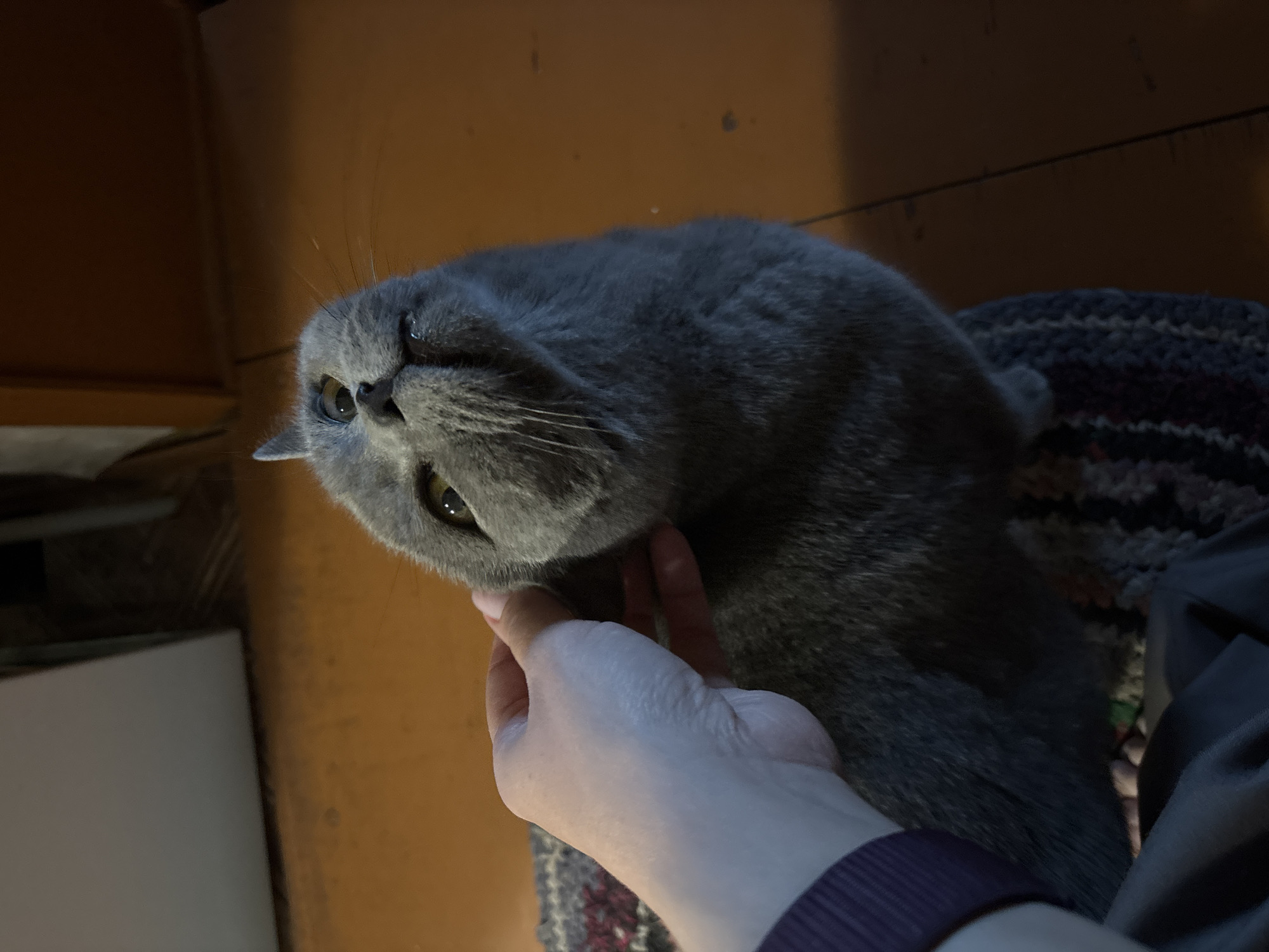 An indoor scene, presumably in Rozhdestveno, Russia, features a blue-gray British Shorthair cat being petted by a human hand. The cat is positioned on a patterned rug, looking upwards and slightly to its right with a soft expression. Its yellowish-green eyes are dilated, and its mouth is slightly open. The cat's short, dense, solid gray fur is visible, along with its rounded ears and prominent white whiskers. A pale-skinned right hand is stroking the cat's cheek and neck area, with fingers extending along the cat's jawline. In the lower left, a dark purple fabric cuff is visible on the person's wrist, alongside a dark gray lower garment. The immediate environment includes sections of a dark orange-brown wooden plank floor and a woven rug with dark gray, maroon, and light-colored patterns. The background comprises a light gray wall section on the upper left and a darker brown wooden surface or door frame on the upper right, suggesting a moderately lit interior space.