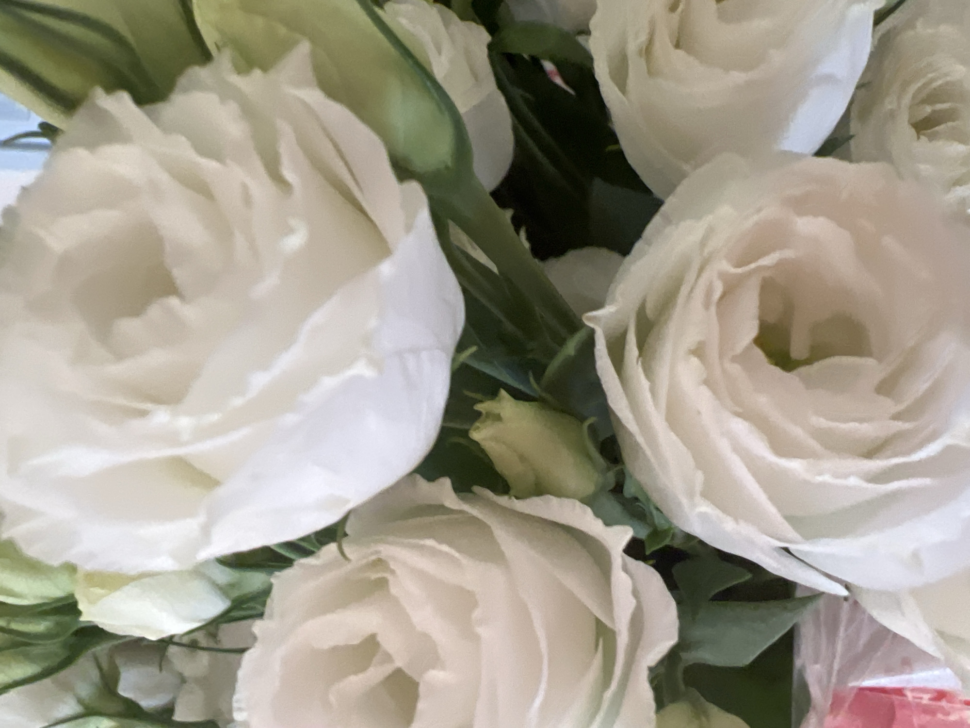 A close-up, overhead shot displays a bouquet of white roses. The roses are in various stages of bloom, with some fully open and others still budding. The petals are delicate and layered, with a soft, creamy texture. Green stems and leaves are visible, providing a contrast to the white flowers. The background is a blur of green and white, suggesting other flowers or foliage. The lighting is soft and diffused, creating a gentle and romantic atmosphere. The image appears to be taken indoors, with no discernible background elements that would indicate a specific location in Hof HaCarmel Regional Council, Israel.