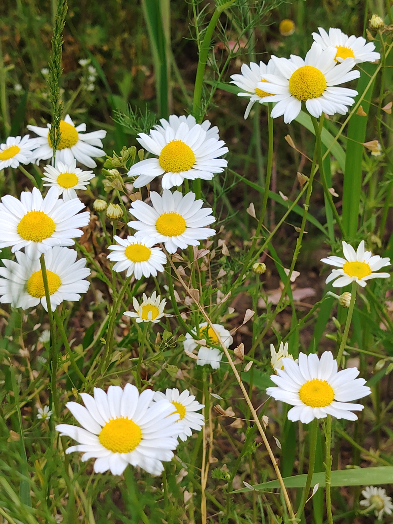The image shows a cluster of daisies with bright yellow centers and white petals, growing in a grassy field. The daisies are in various stages of bloom, with some fully open and others still budding. The background is a blur of green foliage, suggesting a natural outdoor setting. The lighting indicates it is daytime, likely with sunlight filtering through the leaves. There are no people or animals visible in the frame. The scene is located in the Astrashitskagaradokski rural council, Belarus.