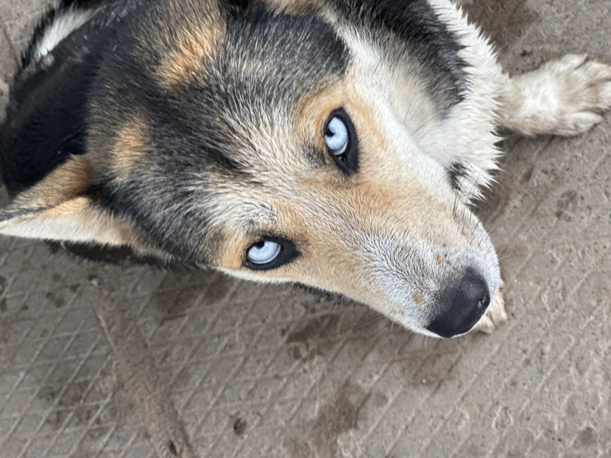 An overhead close-up shot features a dog with striking blue eyes, appearing to be a Husky or a Husky mix, lying on a textured ground surface. The dog's fur exhibits a multi-colored pattern of black, grey, tan, and white patches. Its piercing blue eyes are a dominant feature, contrasting with the dark fur around them and the black nose at the tip of its muzzle. The dog is looking directly upwards towards the viewer, conveying a sense of curiosity and alertness. The texture of its fur, particularly the white areas around its neck and shoulders, appears slightly damp or coarse. The ground beneath the dog is a light brown or grey, textured concrete or paved surface, suggesting an outdoor setting during daylight hours. No human subjects, other objects beyond the dog and ground, or visible text are present in the image. The scene is set in Mozhga, Russia.