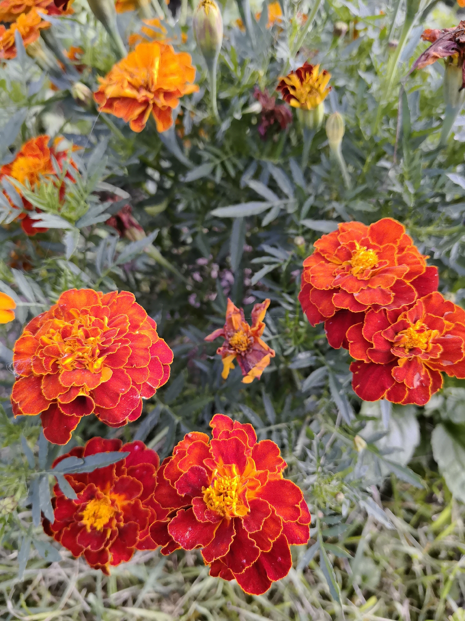 A medium shot captures a cluster of vibrant marigolds in various stages of bloom, nestled amongst their characteristic feathery green foliage. The flowers display a gradient of warm colors, ranging from deep red and fiery orange to bright yellow at their centers. Some of the blooms are fully open, revealing their intricate, ruffled petals, while others are still in bud form, their tightly furled petals hinting at the color within. The background is a soft blur of greens and grays, suggesting a garden setting with a natural, slightly overgrown feel. The lighting is diffused, creating soft shadows and highlighting the rich texture of the petals. The image has a shallow depth of field, drawing the viewer's attention directly to the prominent marigolds in the foreground and midground, while the surrounding greenery and other distant flowers are rendered out of focus. There are no people or animals present. The scene is an outdoor garden setting, likely in the region of Палыкавіцкі сельскі Савет, Belarus, given the context.