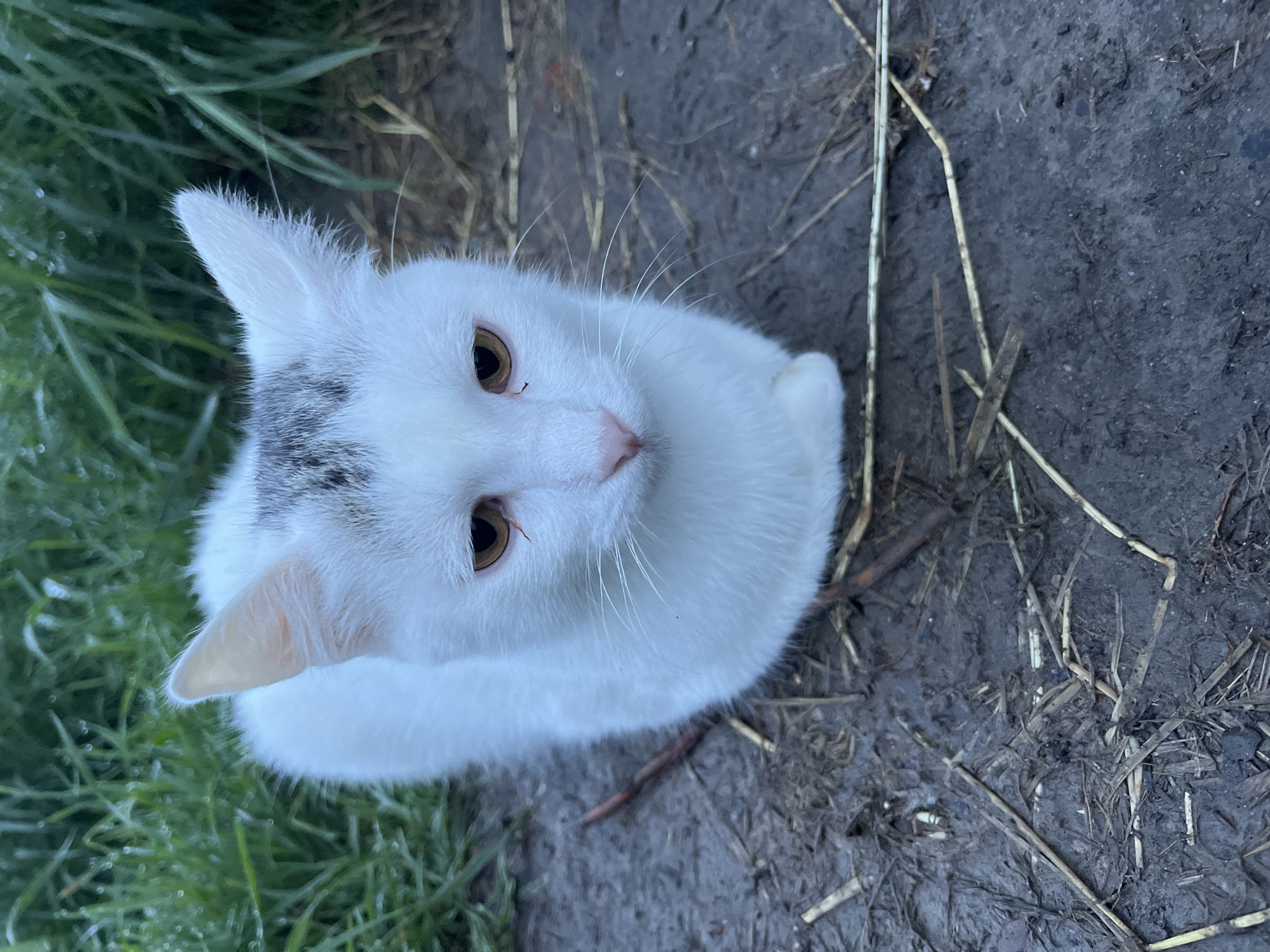 A white cat with gray markings on its head and amber eyes sits on damp, muddy ground in the foreground. The cat is facing forward, looking slightly down. Behind the cat, to the left, is lush green grass with water droplets on the blades. The ground is covered with dry grass stalks and twigs. The lighting suggests it is overcast or dusk. The location is described as Unknown, Unknown.