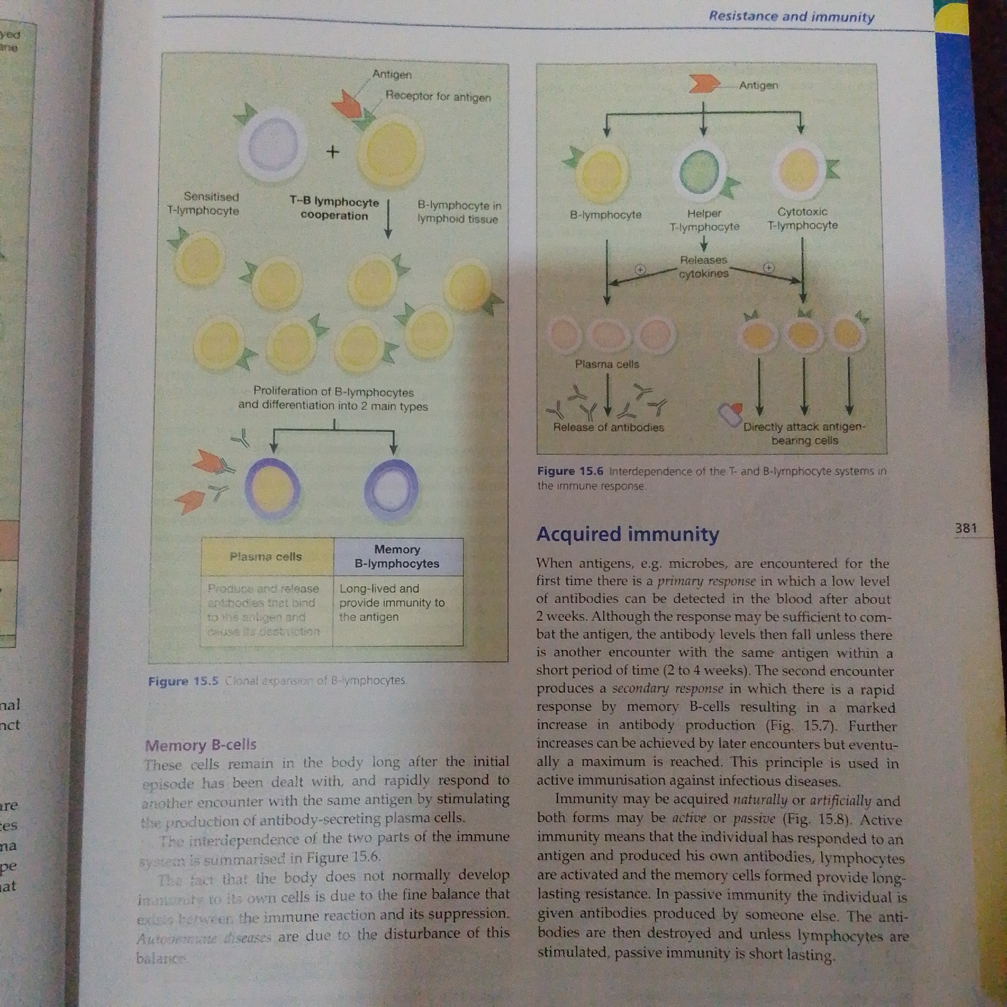 The image depicts a diagram illustrating the T- and B-lymphocyte systems in the immune response, accompanied by explanatory text. The diagram shows different types of lymphocytes, their interactions with antigens, and the production of antibodies. The text discusses primary and secondary immune responses, as well as acquired immunity. The image is a page from a textbook or educational material, indicated by the presence of figures, captions, and numbered pages (381). There is no information present in the image to suggest a location in Jalingo, Nigeria, or any other geographical location.