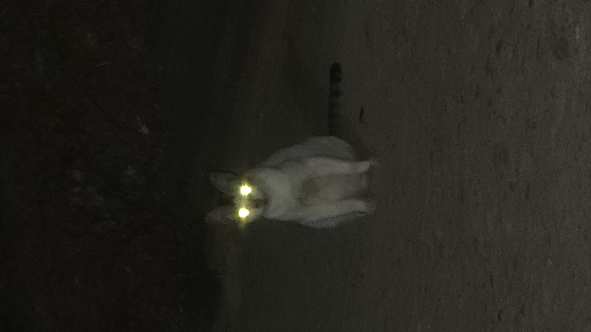 A Siamese cat stands on a dimly lit surface, possibly a road or pavement. Its eyes glow with a bright, yellow-green reflection. The tail is visible, striped, and extending upwards. A patch of dark vegetation borders the surface on the left. The location is uncertain without more information, but could be any outdoor area within Lhokseumawe, Indonesia.