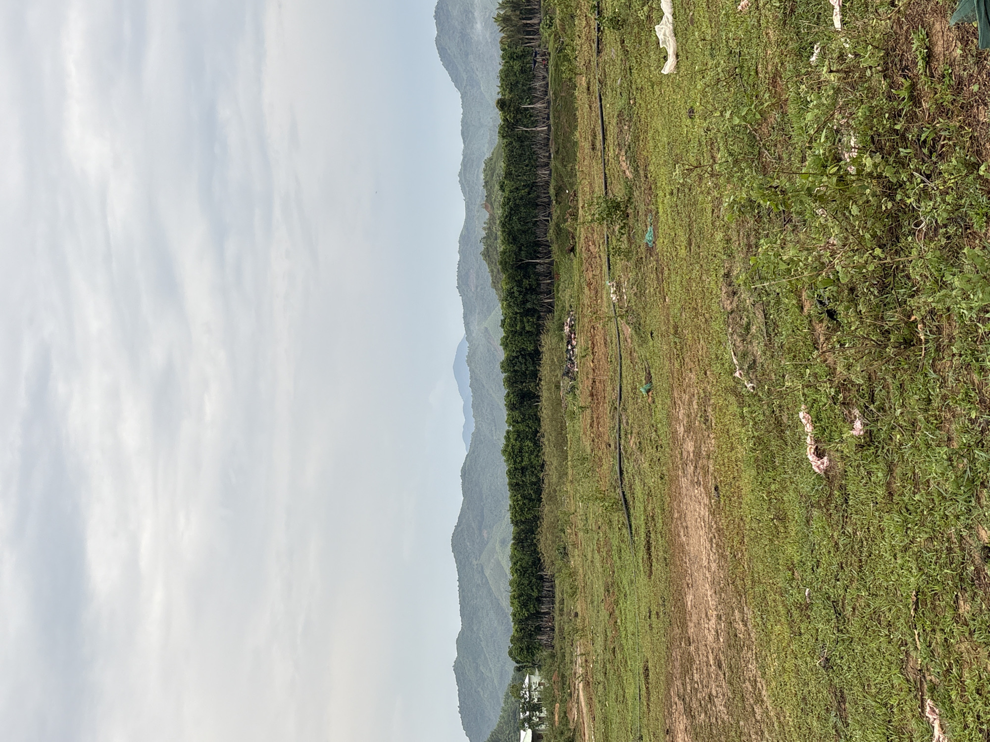 A landscape scene in Khanh Vinh, Vietnam, depicts a green field in the foreground, adjacent to a line of trees. Mountains rise in the background under a cloudy sky. The field transitions from dry, dirt patches to lush green vegetation, dotted with light-colored debris.