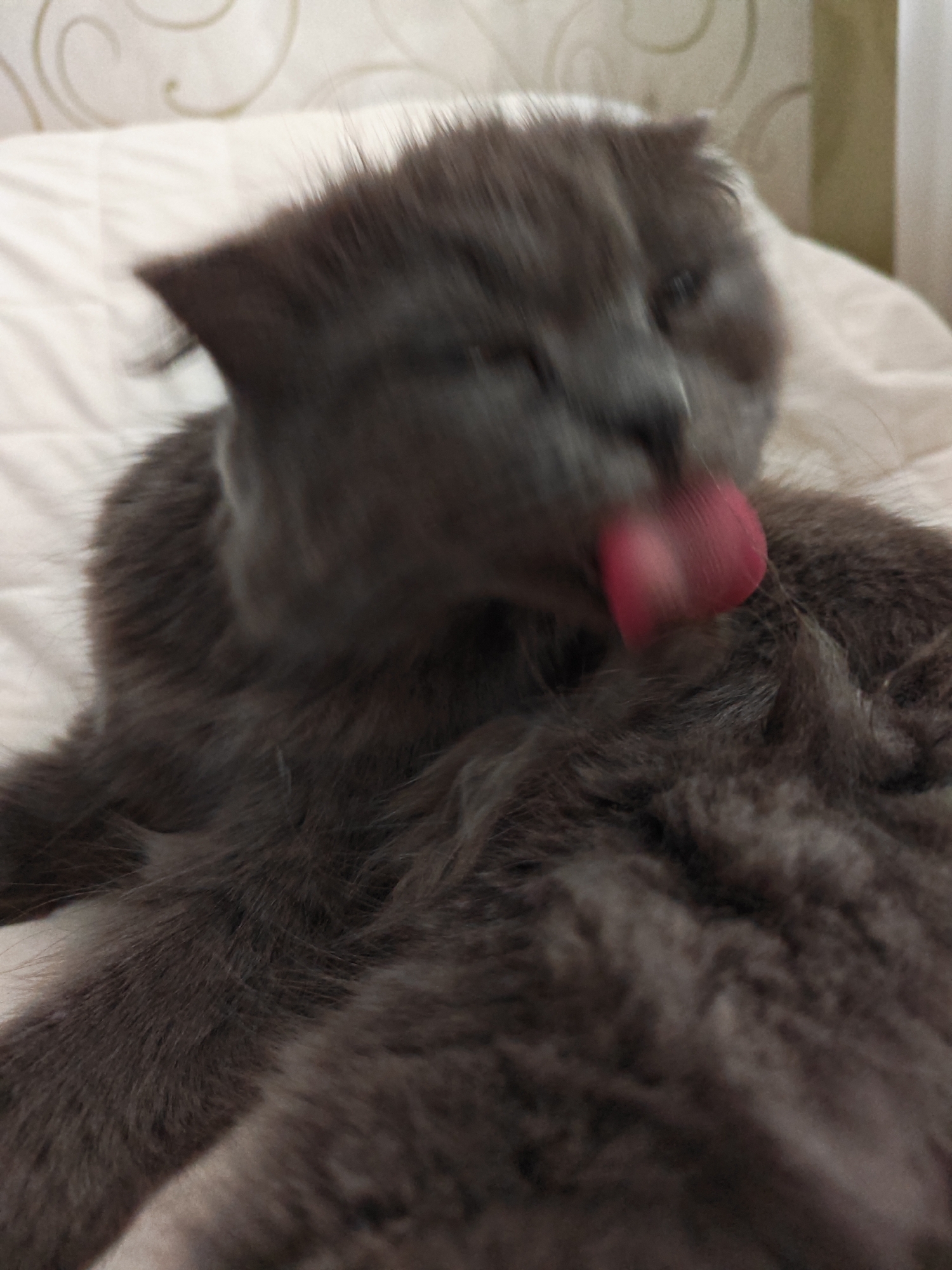A blurry, close-up, eye-level shot shows a gray cat grooming itself on a textured surface. The cat's fur is dark gray and appears soft and fluffy. Its tongue, a vibrant pink, is extended and focused on cleaning its chest or shoulder area. The cat's face is partially visible, with one eye appearing to be open and the other closed or obscured. The background is out of focus but appears to be a soft, textured material, possibly bedding or a blanket, with a subtle pattern of swirling lines in a lighter color. The lighting suggests it is daytime, but the indoor setting makes it difficult to determine specific outdoor conditions. The image captures a moment of typical feline hygiene, conveying a sense of domestic comfort and the cat's self-care routine. The motion blur of the cat's tongue and body adds a dynamic quality to the scene, emphasizing the movement involved in grooming. There is no visible text in the image.