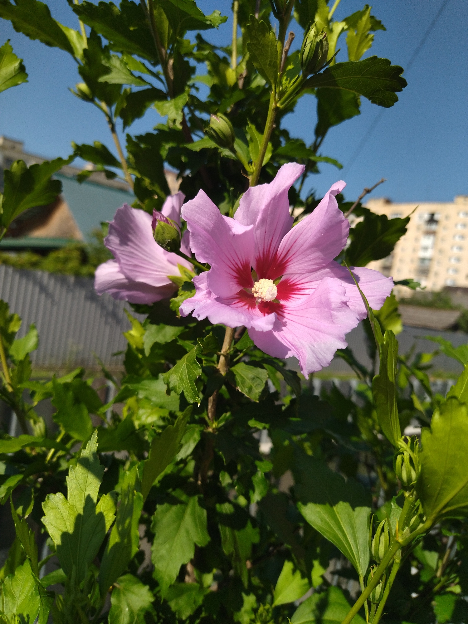 The image shows a close-up of a pink hibiscus flower with a red center, blooming in the foreground. The flower is surrounded by green leaves and branches. In the background, there is a corrugated metal fence, a building with yellow siding, and a clear blue sky. The scene appears to be outdoors, possibly in a residential area of Khmelnytskyi, Ukraine, given the architectural style of the building. There are no people or animals visible in the image, and no discernible actions or interactions are taking place. The lighting suggests it is daytime.