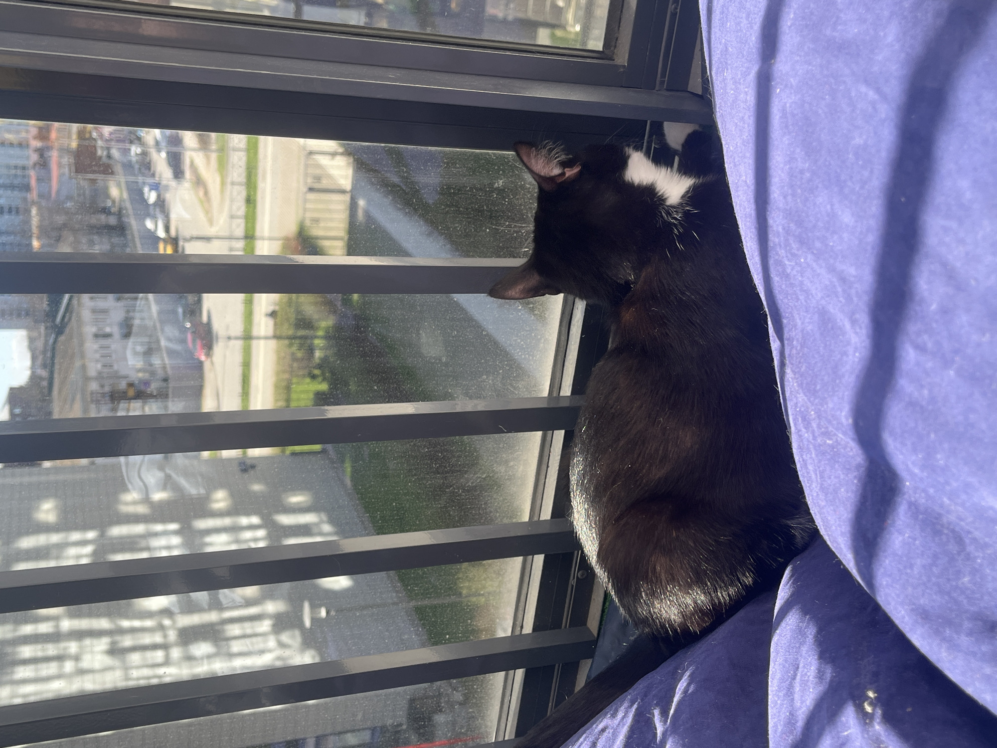 A black and white cat is perched on a blue cushion near a window, gazing out at a city street. The view through the window reveals a street scene in Saint Petersburg, Russia. The window has metal bars. The cat is positioned in the right side of the frame, with its head close to the window.
