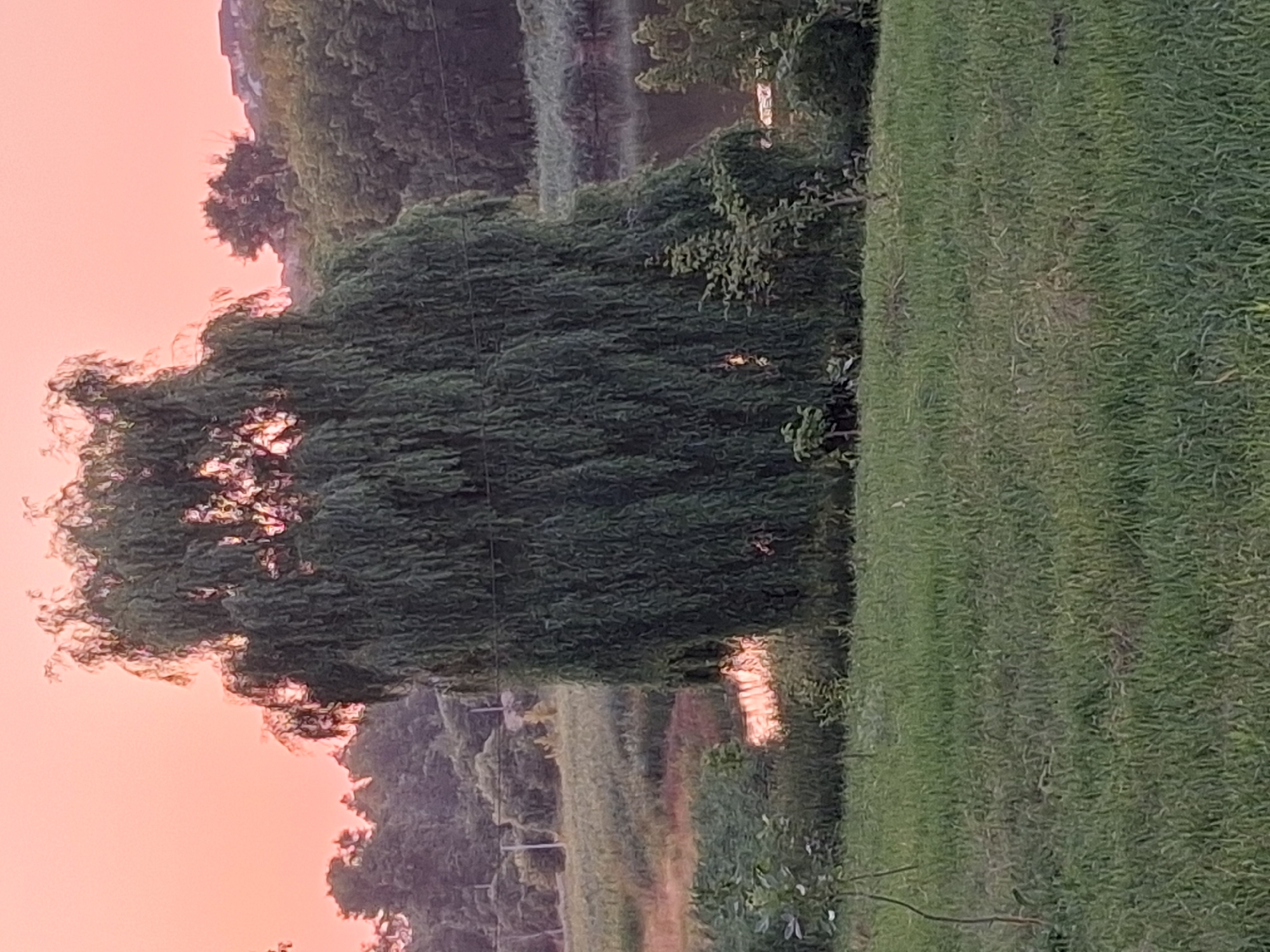 An outdoor, daytime shot captures a picturesque scene in Hîncești, Moldova. A large, weeping willow tree dominates the center of the frame, its lush green foliage cascading downwards. The tree stands on the edge of a body of water, likely a river or lake, which reflects the soft hues of the evening sky. Beyond the water, a verdant landscape unfolds, characterized by rolling hills covered in dense trees and vegetation. The sky itself is a canvas of pastel colors, transitioning from a pale pink at the horizon to a soft orange higher up, suggesting either sunrise or sunset. The foreground is a grassy field, adding to the tranquil, natural ambiance of the location. No people or animals are visible in the image.