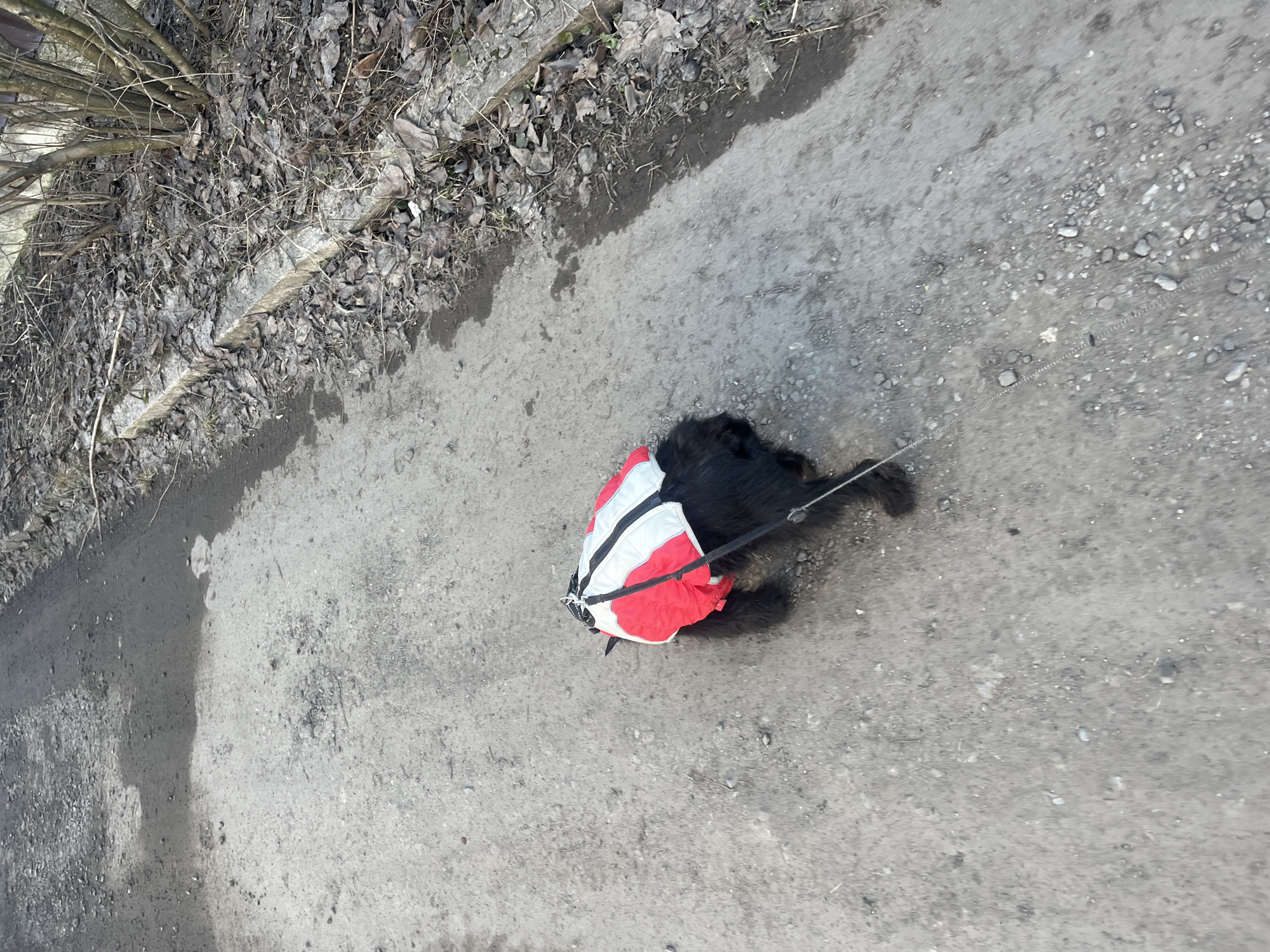 The image shows a black dog on a leash, wearing a red and white striped coat, standing on a grey concrete or asphalt surface. The ground appears to be a pathway or road, with some pebbles and debris scattered on it. To the left of the frame, there's an area with dead leaves, twigs, and a concrete edge. The location is Podolsk, Russia.