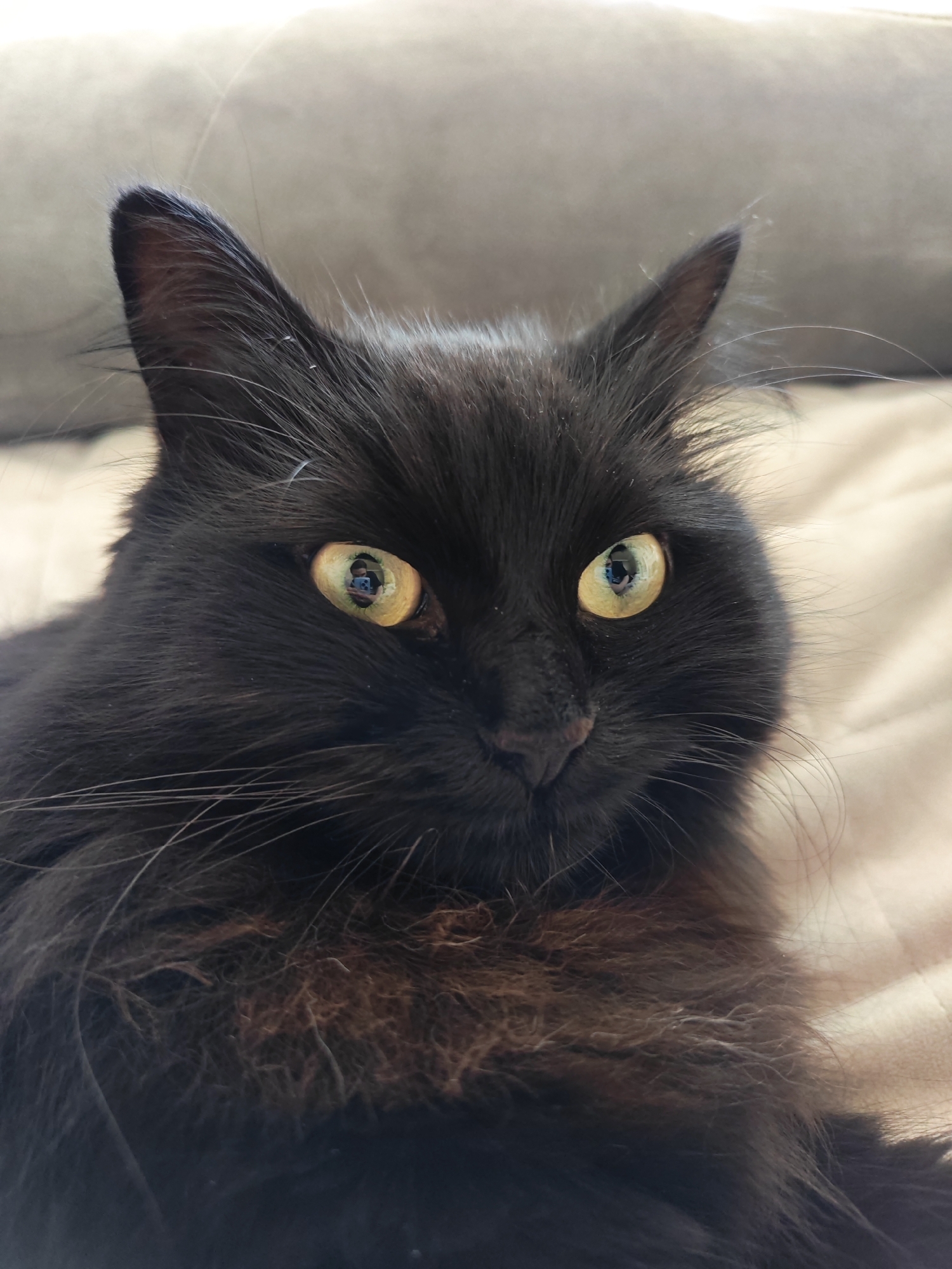 A close-up, eye-level, vertical medium shot shows a fluffy black cat with striking yellow-green eyes against a neutral, out-of-focus background that appears to be a soft surface like a couch or blanket. The cat's fur is long and appears somewhat tousled, with lighter brown tones visible in the chest area. Its ears are pointed upwards, and whiskers extend outward from its nose. The lighting is soft and diffused, highlighting the texture of the fur and the reflective quality of the cat's eyes. In the reflection of the cat's right eye, a person holding a phone can be seen, presumably the photographer. The scene appears to be indoors, in a domestic setting. There are no visible signs of injury or distress on the animal.