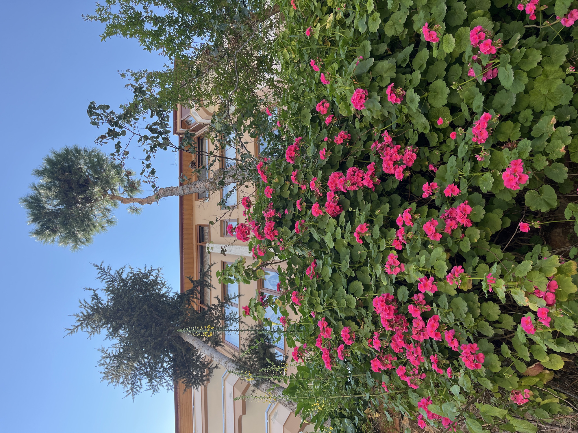 View of the exterior of a building with trees and flowering bushes, taken from a low angle, and rotated such that the building and trees appear to be angled to the left. The sky is blue. There is a tree to the left of the building. A large, dark green bush with many pink flowers is to the right of the building, with its leaves in sharp focus. The photo was taken in Alanya, Turkey.