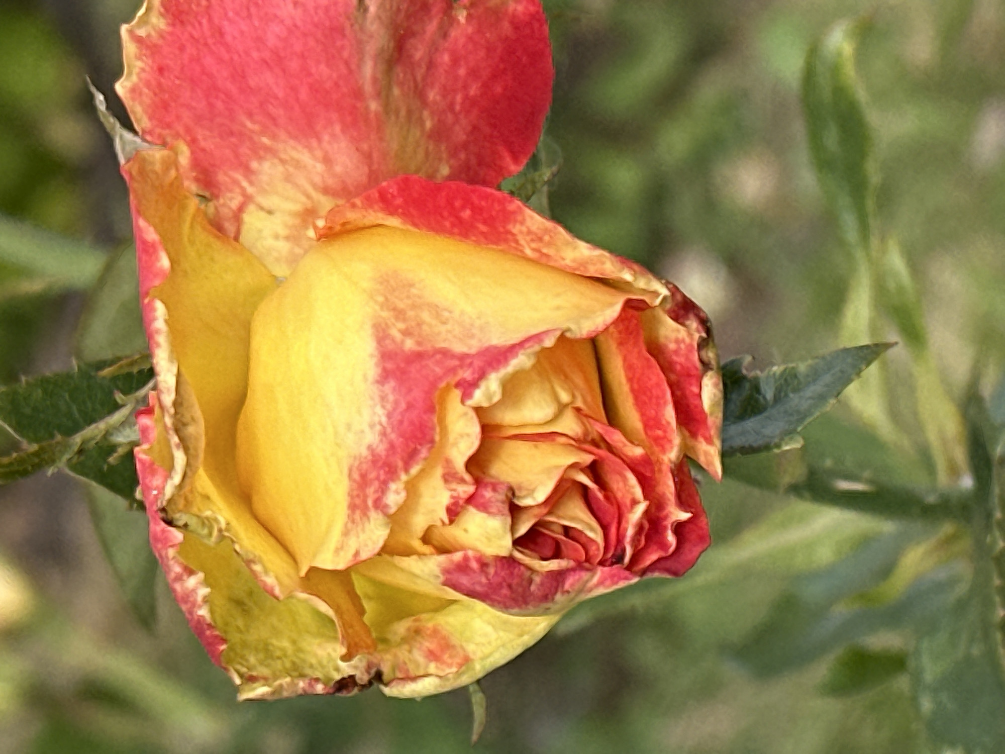 A close-up, slightly downward-facing view of a single, partially opened rose bloom. The rose exhibits a gradient of colors, with vibrant yellow at its center and edges transitioning to a deep red, particularly along the ruffled petal rims. The petals are intricately layered and appear slightly dry or aged. The background is softly blurred, consisting of green foliage and hints of brown earth, suggesting an outdoor setting, possibly a garden. There is no indication of the city of Podolsk, Russia, or any specific location. The image focuses solely on the botanical subject.