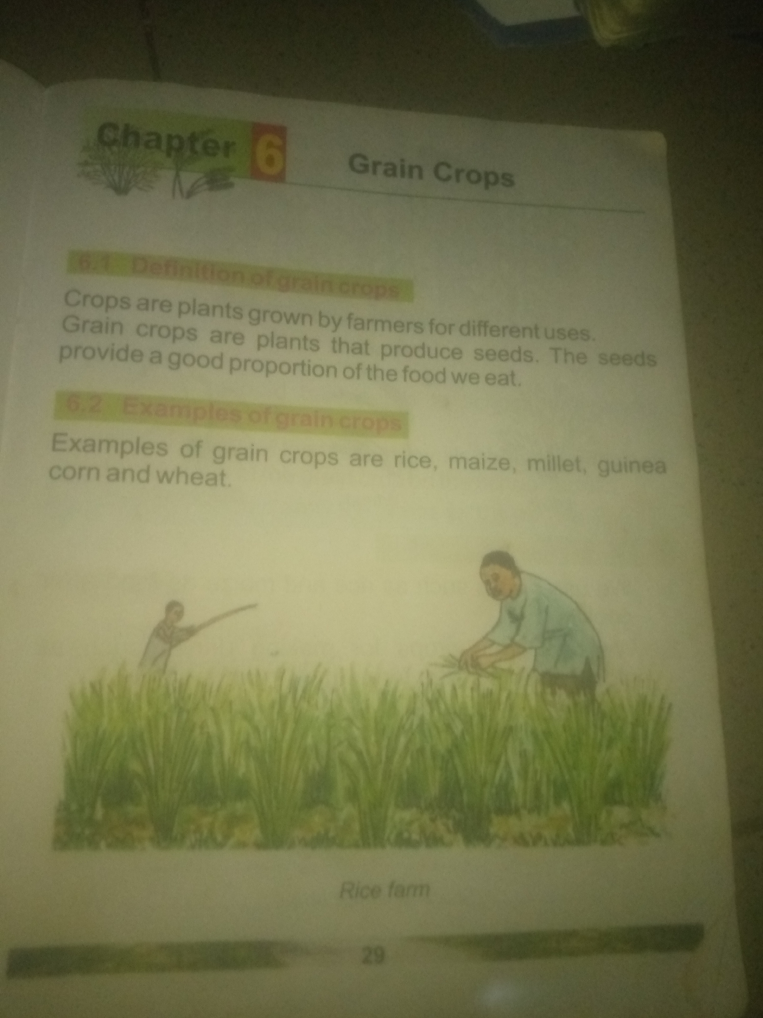The image is a page from a textbook or educational material. At the top, it shows the chapter title "Chapter 6" and "Grain Crops". Below this, section 6.1 is titled "Definition of grain crops" and explains that "Crops are plants grown by farmers for different uses. Grain crops are plants that produce seeds. The seeds provide a good proportion of the food we eat." Section 6.2 is titled "Examples of grain crops" and lists "Examples of grain crops are rice, maize, millet, guinea corn and wheat."
The bottom part of the page features an illustration of a farm scene. Two figures are depicted in a field of tall green crops, likely rice. One figure, on the left, appears to be a farmer with a scythe, working in the field. The second figure, on the right, is also tending to the crops. Below the illustration, the text "Rice farm" is visible, and a page number "29" is present at the bottom right.
There is no information in the image that indicates a location in Jauro Yinu, Nigeria.