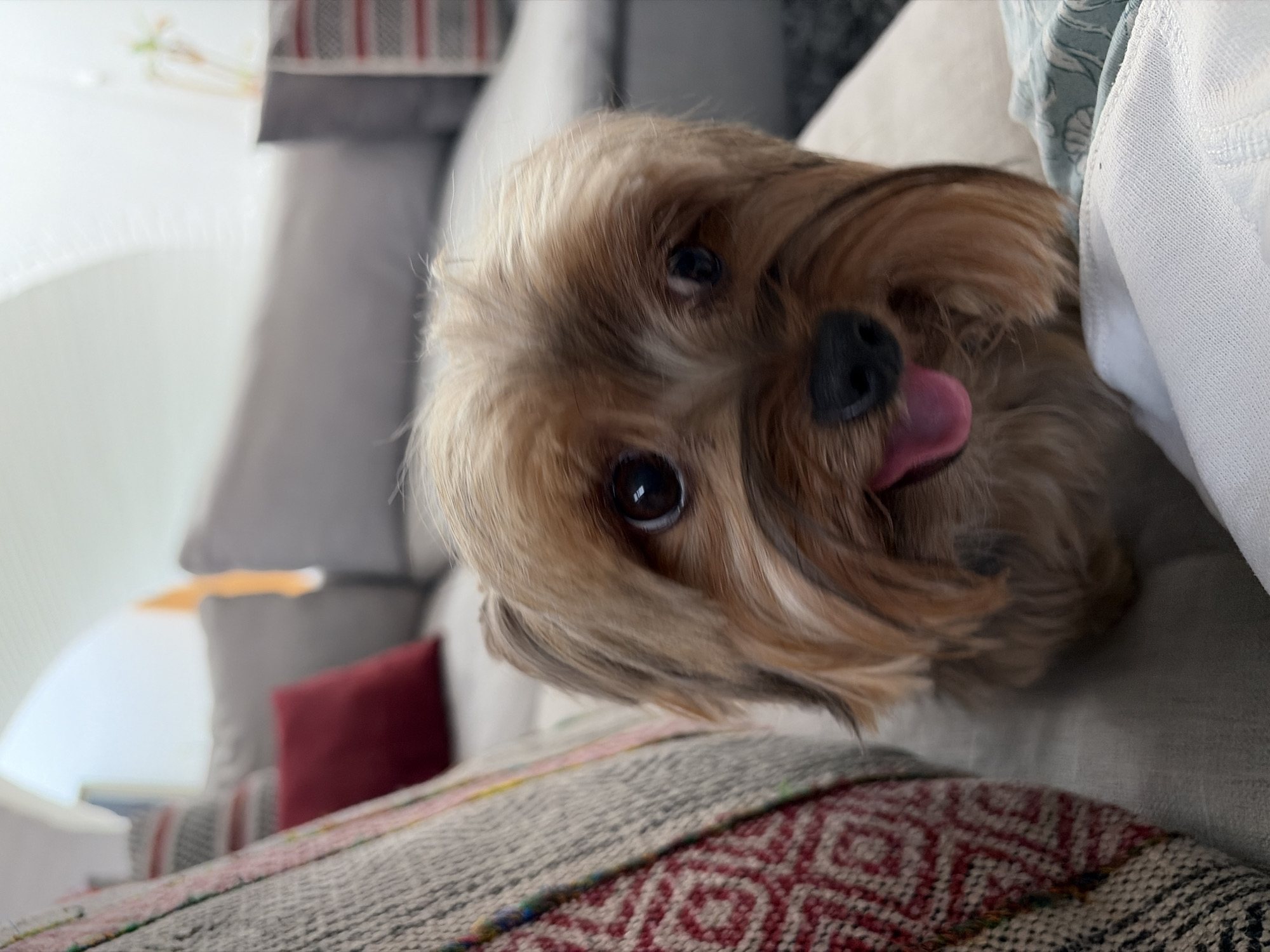 This image depicts an indoor scene, likely a domestic residence in San Bernardino Tlaxcalancingo, Mexico. The primary subject is a small Yorkshire Terrier type dog, exhibiting multi-tonal brown and blonde fur, dark eyes, and a black nose. Its pink tongue is slightly extended. The dog is positioned in the center-right of the frame, seated or reclining on a light-colored soft furnishing, and looking directly towards the viewer. To the immediate left of the dog, a patterned woven textile with red and off-white geometric designs, transitioning to multi-colored stripes, is draped over an unseen object. In the blurred background, a grey upholstered sofa is visible, adorned with a solid red cushion. Further behind, out of focus, are bright, indistinct areas suggestive of a wall or window providing ambient light. A small section of white textured fabric and a light blue patterned fabric are visible in the lower right foreground.