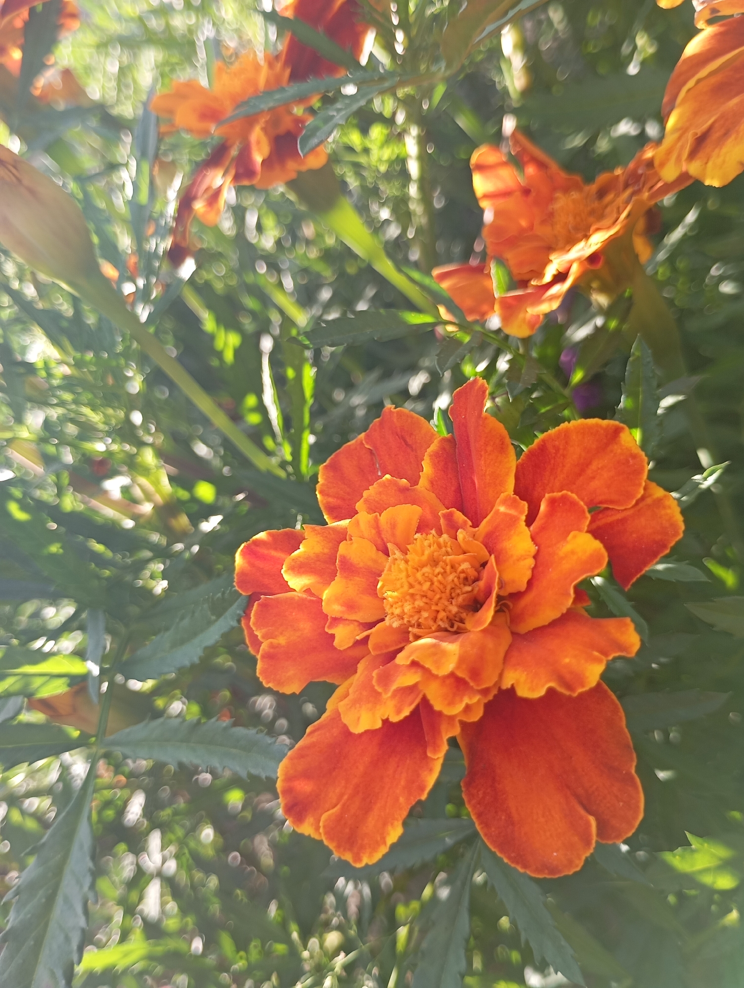 The image shows a close-up of an orange marigold flower with intricate petals and a textured center. The flower is in focus, with a soft, blurred background of green foliage and other out-of-focus marigolds, some appearing as lighter orange or yellow hues. Sunlight filters through the leaves, creating bright highlights and bokeh effects. The scene suggests a garden setting. There is no identifiable location in the city of Фоки, Russia.