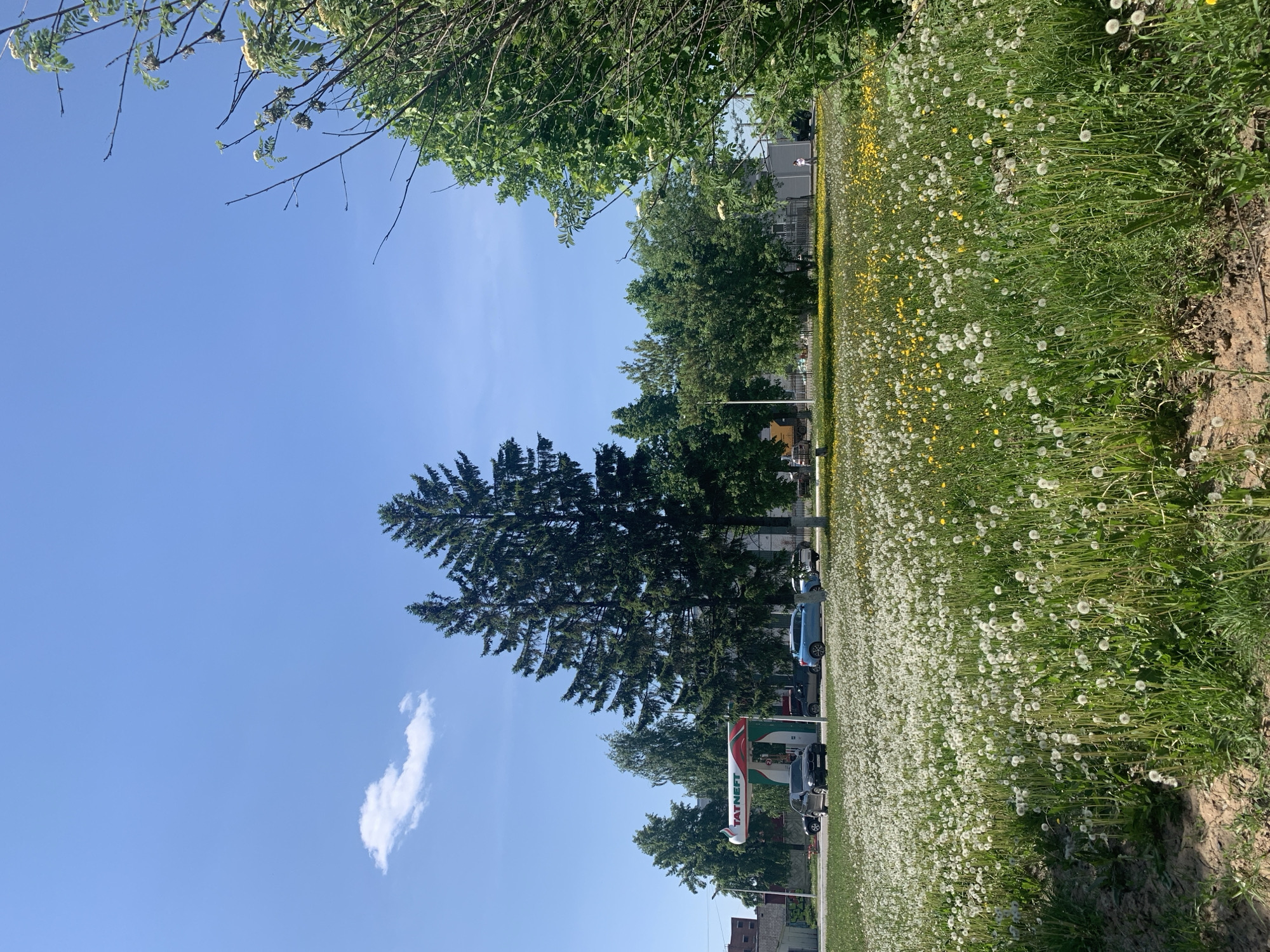 The scene is outdoors in Izhevsk, Russia, during daylight. The image is vertically oriented, with the horizon line near the center. The sky, predominantly blue, contains a single, small, white cloud in the lower left quadrant. A tall evergreen tree dominates the central view, with other deciduous trees scattered along the middle ground. A field of dandelions, both yellow and white, occupies the right side of the image. Several parked vehicles, including a blue car, are visible in the middle ground. A gas station with a “TATNEFT” sign is present. A building is barely visible in the lower portion of the image.