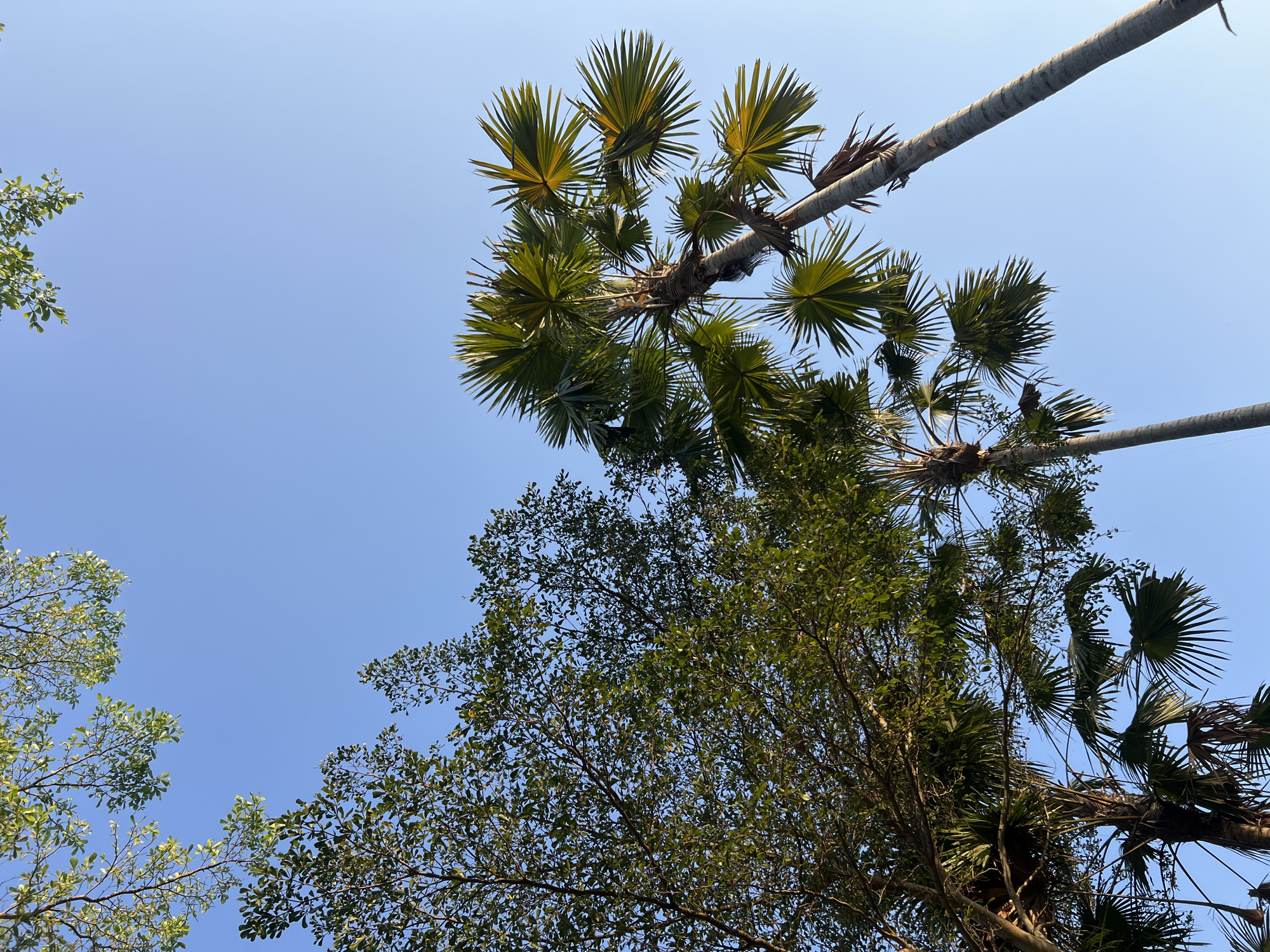 In Tlogoadi, Indonesia, a low-angle shot captures a clear blue sky with the lush green foliage of trees and palm trees extending into the frame. The leaves of the trees on the left are densely packed, creating a textured canopy. To the right, several palm trees dominate the scene, their fan-shaped leaves radiating outwards against the sky. The trunks of the palm trees are visible, with one on the far right extending diagonally across the frame. The lighting suggests it is daytime, possibly late afternoon, with soft light illuminating the leaves.