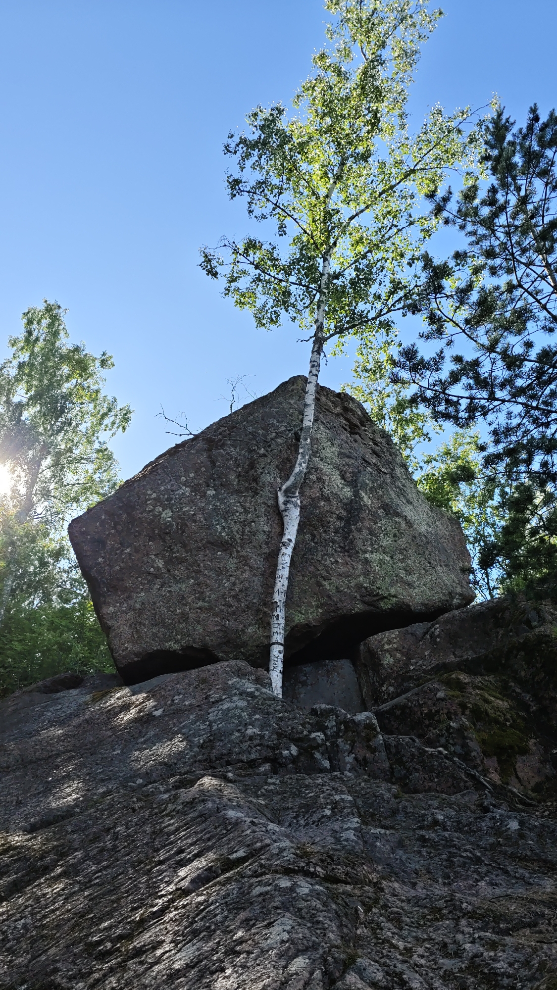 A solitary birch tree grows defiantly from a fissure in a large, dark boulder. The tree's white bark, etched with what appear to be initials, contrasts sharply with the rough, grey-brown surface of the rock. The boulder is precariously balanced atop a formation of smaller rocks, creating a dramatic geological scene.
The setting is a wooded area, with lush green foliage visible in the background and to the left, partially obscuring the bright blue sky. Sunlight filters through the leaves, casting dappled light on the scene. To the right, the dark branches of a pine tree reach into the frame.
The image appears to have been taken on a clear, sunny day, likely in the late morning or early afternoon, given the bright sunlight. The overall mood is one of nature's resilience and the dramatic beauty of the natural landscape.
While there are no people visible, the presence of initials carved into the tree suggests human interaction with the environment at some point. The location context provided is Vyborg, Russia, which adds a specific geographical marker to the scene. The prominent rocks and the hardy growth of the birch tree are the main subjects.
