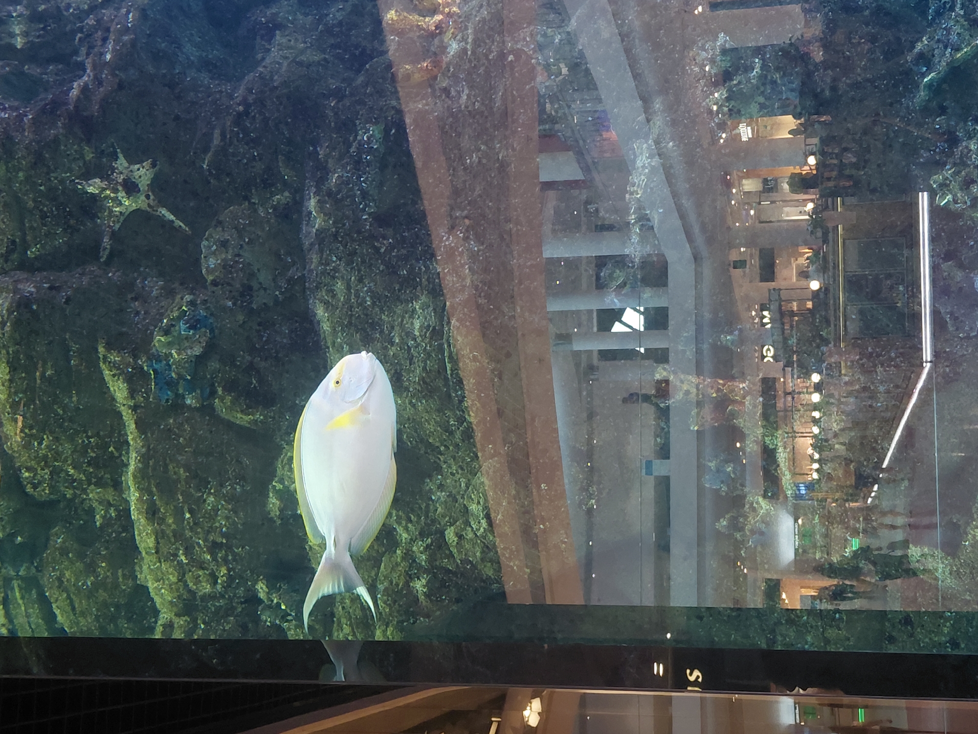This image presents a large, rectangular aquarium exhibiting marine life, significantly influenced by reflections of the surrounding indoor commercial environment.
Within the aquarium, a single, large, pale white fish with distinctive bright yellow markings is prominently featured slightly below the center. These markings include a vivid yellow spot on its operculum (gill cover) and a yellow line extending along its dorsal fin, consistent with a Yellowfin Surgeonfish (Acanthurus xanthopterus). The fish possesses a streamlined body, a relatively small mouth, and a forked caudal fin, oriented horizontally, facing right. In the upper right quadrant of the tank, a five-armed starfish, mottled with light and dark beige or brown patterns, adheres to the artificial rockwork. The aquarium's background consists of a dense, textured arrangement of dark green and brownish artificial rock and coral formations, resembling a natural reef ecosystem.
The aquarium glass also acts as a mirror, overlaying the underwater scene with reflections of a bustling, multi-level indoor shopping mall or commercial complex. These reflections include indistinct human figures walking and standing on various levels, architectural elements such as large white columns and railings, and numerous light sources, including circular ceiling lights and linear strip lighting. Partial signage is visible in reflection; on the far left, a white "S" against a dark background is discernible, and further right, green lettering possibly spelling "YASUYA" or similar is reflected. The overall impression of the reflected environment is that of a modern, brightly lit commercial interior with multiple retail spaces.
Based on the presence of a prominent, multi-story aquarium within a modern shopping center in Kyiv, the location is identified as the **Ocean Plaza shopping mall in Kyiv, Ukraine**, which is widely known for its large central aquarium that serves as a key architectural feature.