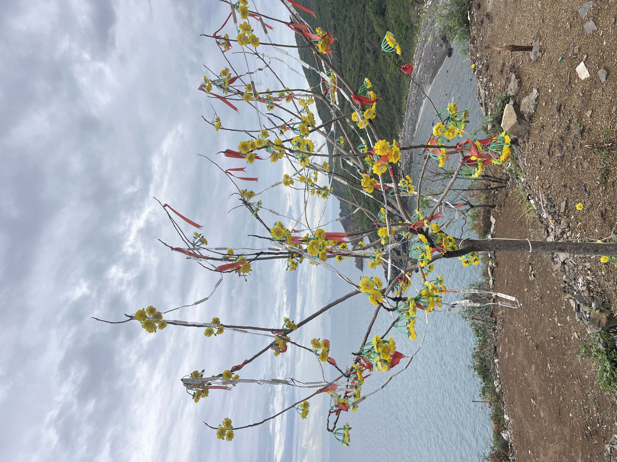 A view of a small tree decorated with artificial yellow flowers and red and white ribbons along the coastal edge of Bac Nha Trang Ward, Vietnam. The tree stands at the edge of a dirt path littered with small rocks and debris. Behind the tree, the scene unfolds into a body of water, followed by a mountainous landscape. The sky is overcast, filled with gray clouds.
