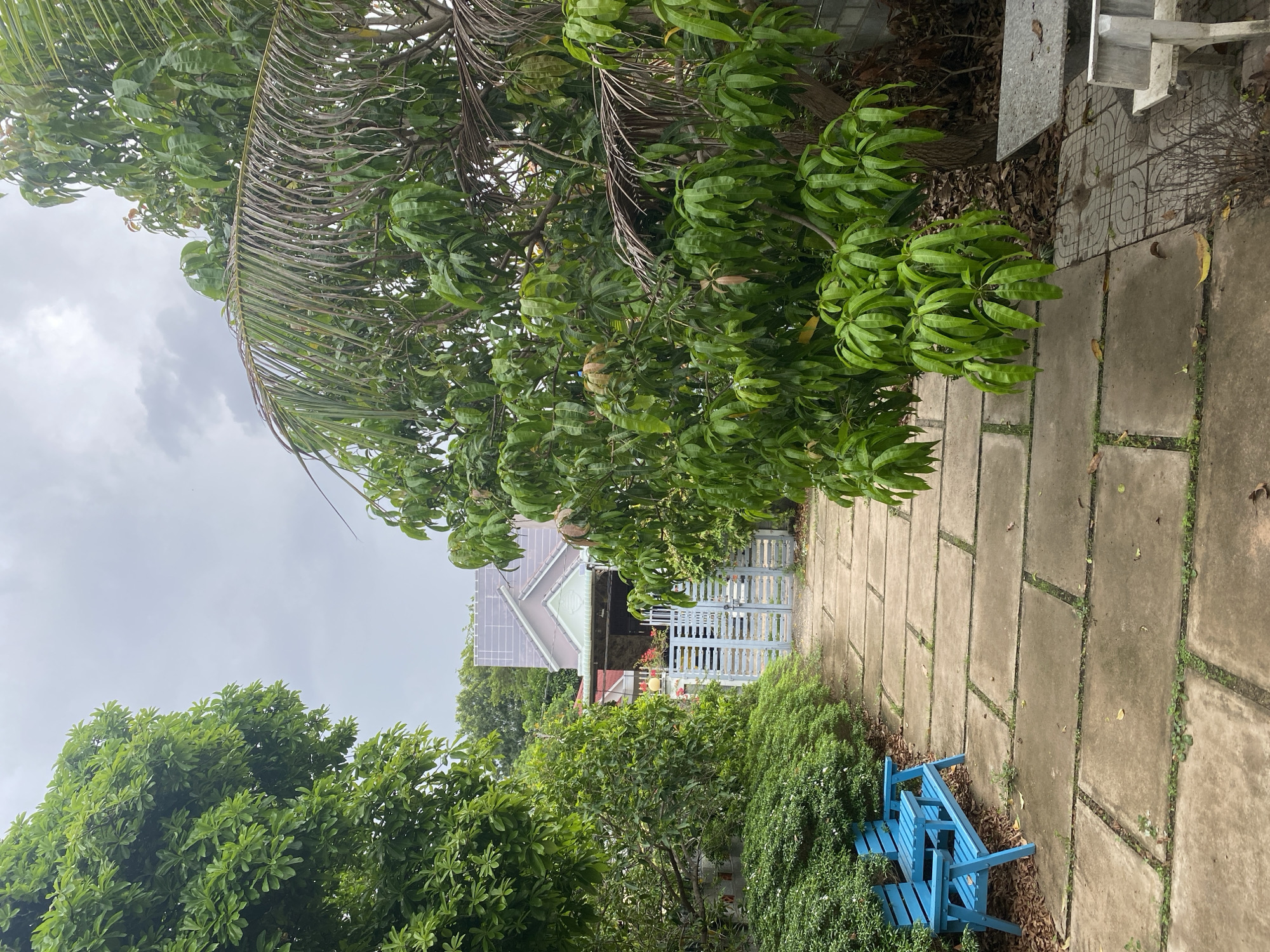 The image captures a lush, green garden path leading towards a distant house under an overcast sky. The pathway, composed of large concrete slabs with grass growing between them, stretches from the foreground into the midground, subtly curving towards the right. On either side of the path, dense tropical foliage thrives, featuring various trees and shrubs. A prominent branch with long, dry, palm-like fronds extends from the upper left, arching over the path.
In the midground on the right side of the path, nestled among vibrant green bushes, is a small set of bright blue wooden chairs or a bench, adding a pop of color to the natural setting. Further down the path, a light blue gate marks the entrance to a property. Behind the gate, a single-story house with a grey, multi-pitched roof is partially visible, featuring what appear to be solar panels installed on its surface and a light-colored awning over its entrance.
The sky is a uniform, light grey, indicating an overcast day with soft, diffused light. The overall scene is peaceful and quiet, with no people visible and no specific activity taking place. The abundance of tropical greenery and the architectural style of the house are consistent with the location context of Mũi Né, Vietnam. No text is visible in the image.