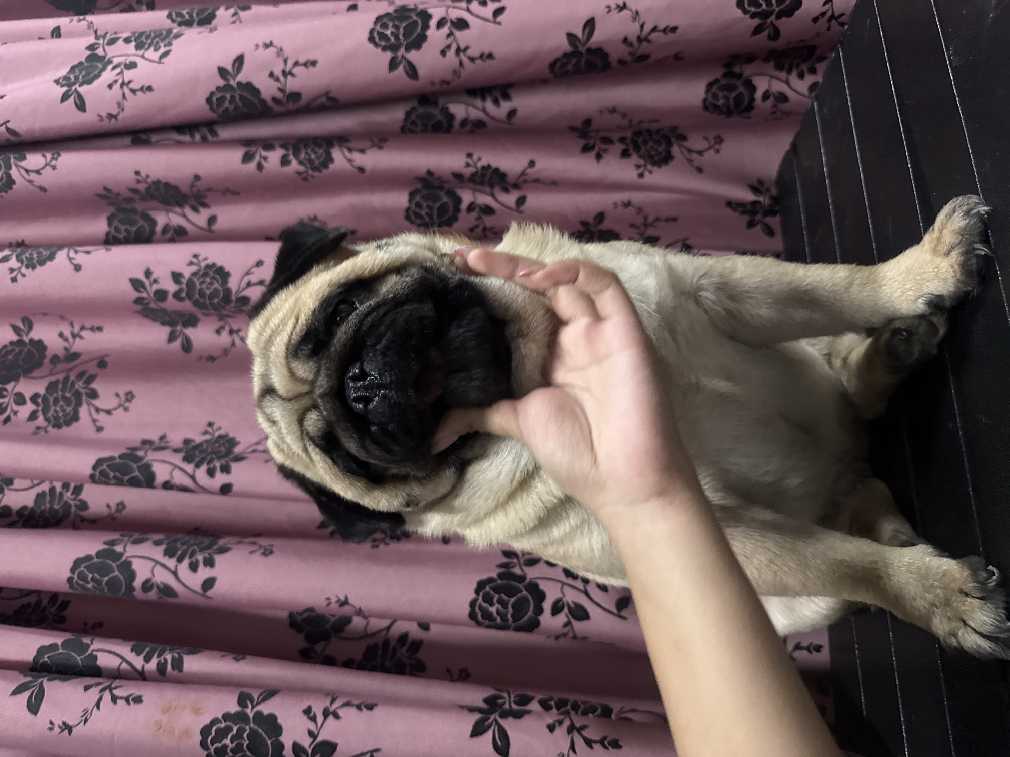 A light-colored pug dog is depicted lying down on a bed or similar soft surface, being gently touched by a human hand. The pug, with its characteristic fawn-colored fur and black snout, is positioned horizontally across the frame, its head turned towards the right. The human hand, with fair skin and neatly manicured fingernails, is interacting with the pug's facial wrinkles, specifically near its mouth. The dog appears relaxed, its eyes partially visible.
The background consists primarily of a pink fabric with a repeating dark gray or black floral pattern, likely a bedsheet or blanket, which occupies the majority of the image. The fabric shows creases and folds. To the right of the pug, a dark, solid surface with vertical ridges is visible, possibly part of a headboard or a piece of furniture. A small, faint yellowish-brown stain is noticeable on the pink fabric towards the bottom left in some of the cropped views.
The activity suggests a tender moment of interaction between a pet and its owner. The setting appears to be indoors, likely a bedroom or a comfortable living space. There is no visible text within the image. The scene conveys a calm and affectionate atmosphere. While the exact time of day or weather cannot be determined from the image, the context provided indicates the photo was taken in Carmen, Philippines.