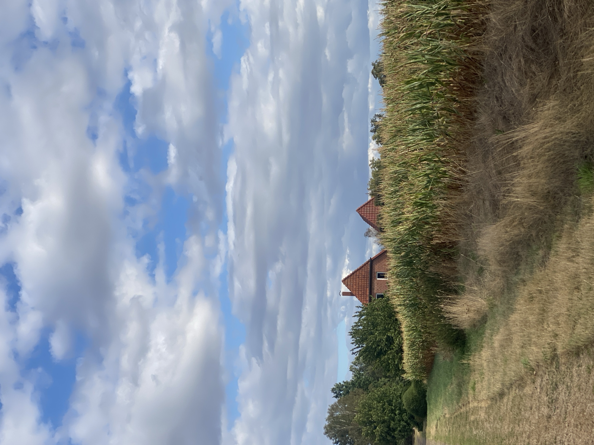 The image depicts a rural landscape in Schwarme, Germany, on a partly cloudy day. In the foreground, a dry, grassy path runs along the left edge of the frame, leading into a dense field of tall corn stalks that dominates the right side and center of the image. The corn stalks are a vibrant green, with some appearing dry and yellowish at the base.
Behind the cornfield, a cluster of mature green trees is visible, with their foliage forming a dense canopy. Peeking above the trees are the red-tiled roofs of two houses. One house, more prominently featured, has a chimney with smoke, suggesting recent activity. The sky above is a mix of blue patches and fluffy white and grey clouds, characteristic of an overcast but bright day. The scene is peaceful and evokes a sense of rural tranquility.