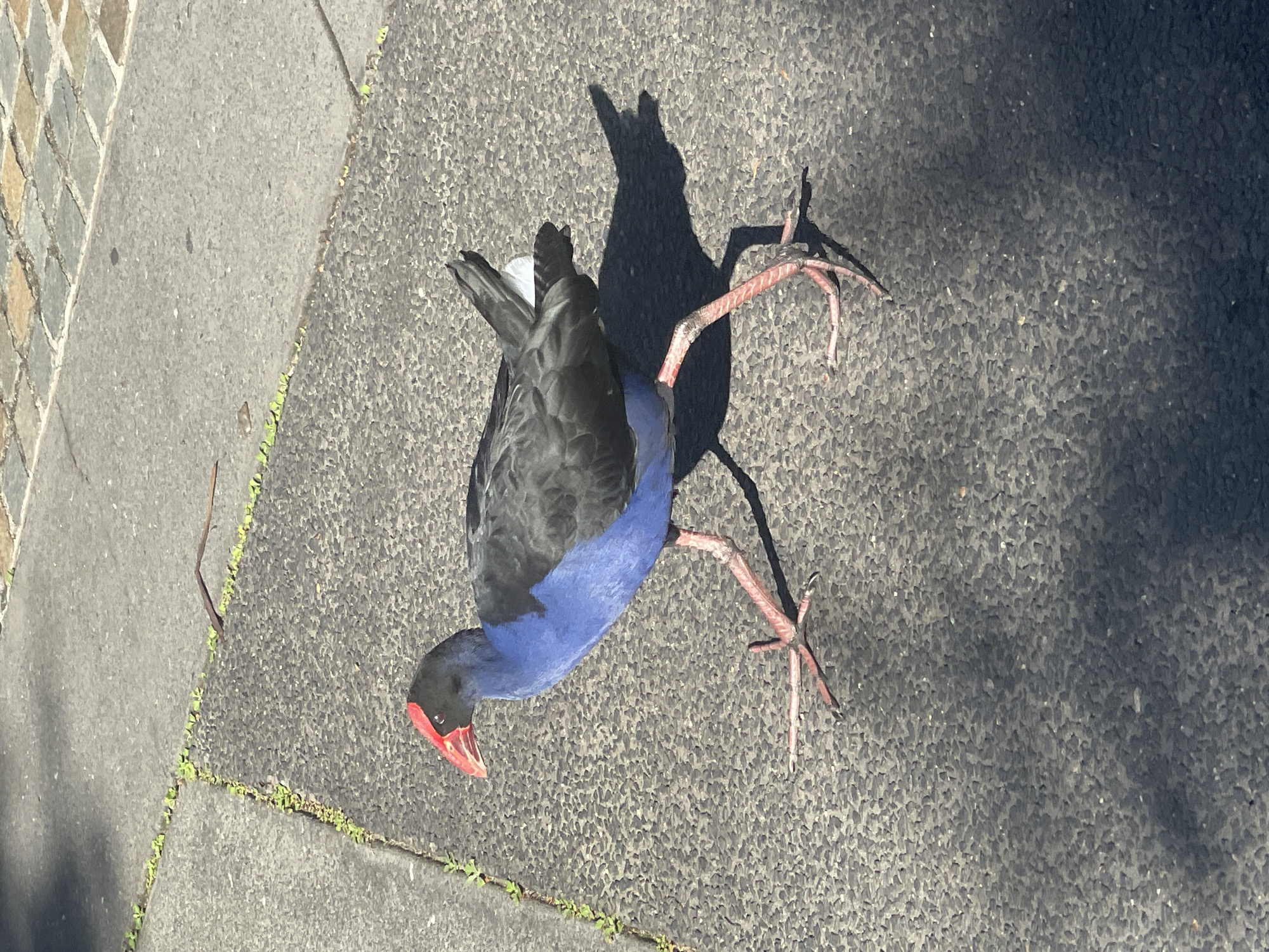 A purple swamphen, an Australian native bird, walks on a grey asphalt path. The bird has a bright red beak and a purple body with black wings. Its long, pink legs are spread wide as it walks, and its shadow stretches behind it. The path is bordered by a strip of small green plants growing between concrete slabs. In the background, a section of paved sidewalk is visible, composed of small, multi-colored rectangular stones. The scene is illuminated by sunlight, casting shadows on the ground. The location is identified as Brisbane City, Australia.