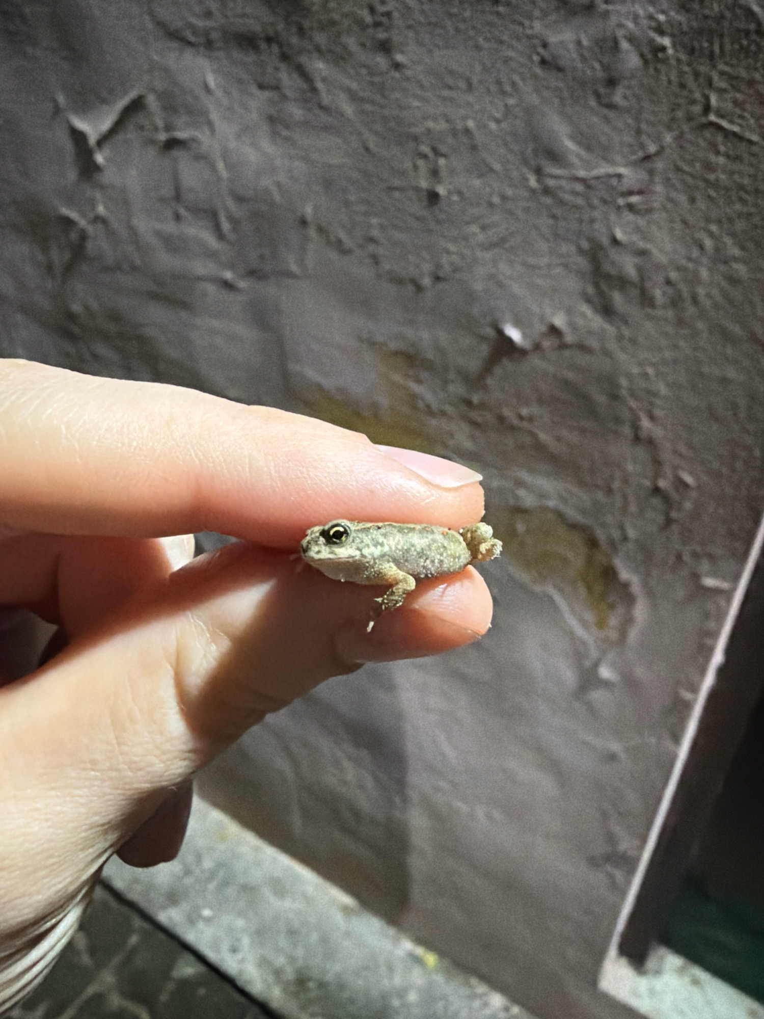 A macro shot shows a person's thumb and index finger holding a very small, light brown and green frog. The frog is facing right with its head slightly tilted up. The background is a textured, dark gray wall with some lighter splotches. The image appears to have been taken at night.