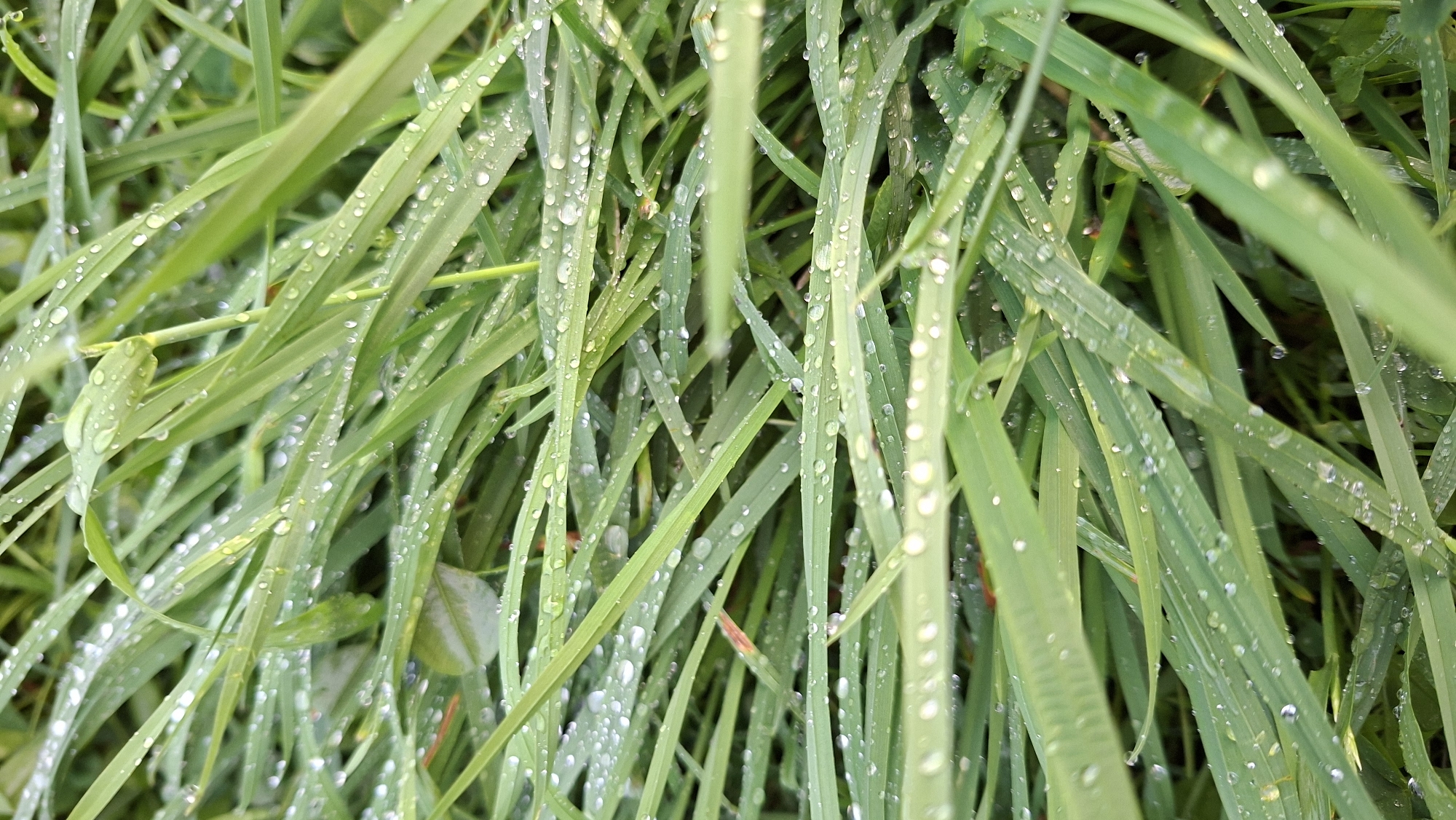 This is a close-up, vertical, outdoor shot of lush green grass covered in numerous small, clear water droplets, suggesting dew or recent rain. The grass blades are long and slender, angled in various directions, creating a dense texture. The lighting indicates it is likely morning or evening, with soft, diffused light. The image has a shallow depth of field, with the foreground blades sharp and the background slightly blurred. No people or man-made objects are visible. This scene could be found in a park, field, or garden within the city of Novoilinsky, Russia, given the context provided.