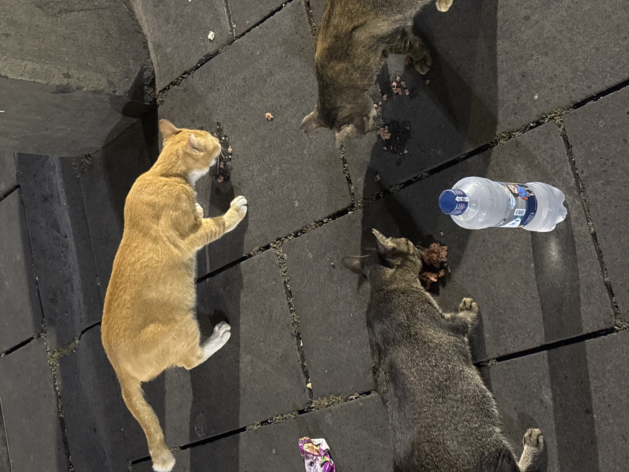 The image shows three cats eating on a paved sidewalk. One cat, mostly orange with white paws, is in the upper half of the frame, bending down to eat from a pile of food. To the left of this cat, a colorful wrapper lies on the ground. In the lower half of the frame, two tabby cats are also eating. The cat on the left is predominantly grey, and the one on the right is a lighter brown tabby. A clear plastic bottle of water stands upright between the two tabby cats. The scene appears to be outdoors in an urban setting, possibly in West Jakarta, Indonesia, given the context of the query. The lighting suggests it may be evening or night.