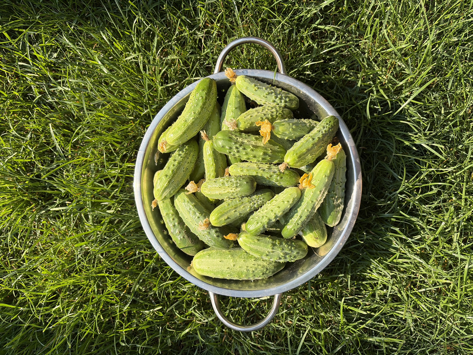 A metal colander filled with approximately 25 pickling cucumbers sits on a patch of green grass. The cucumbers are bumpy and have yellow flower remnants attached to some of them. The colander has two silver handles. The scene appears to be outdoors on a sunny day. The location in Oxentea, Moldova is not visually identifiable from the image.